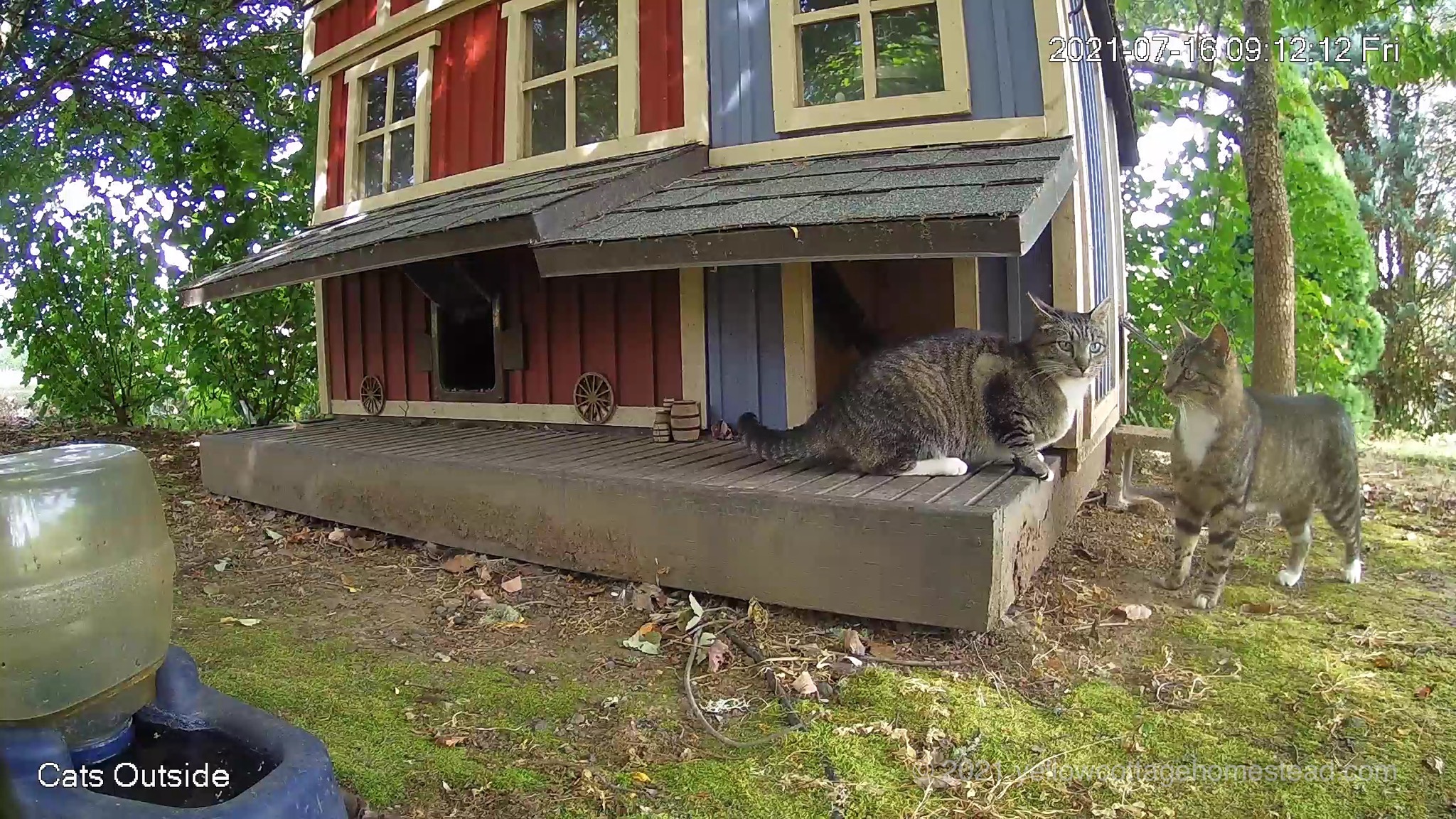 Two cats