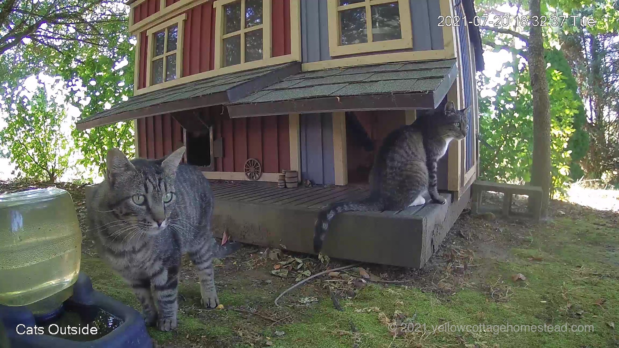 Two cats