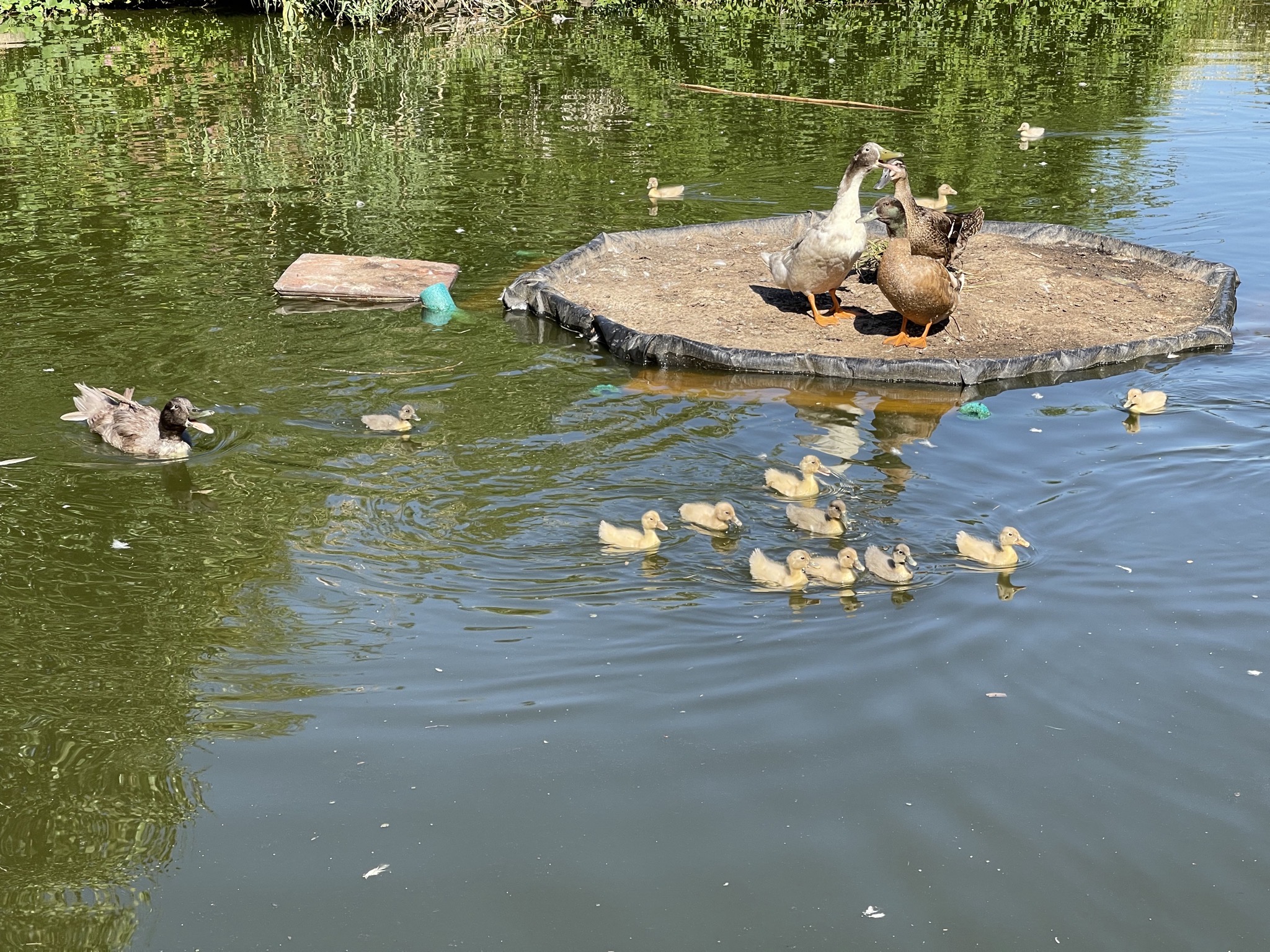 Ducks