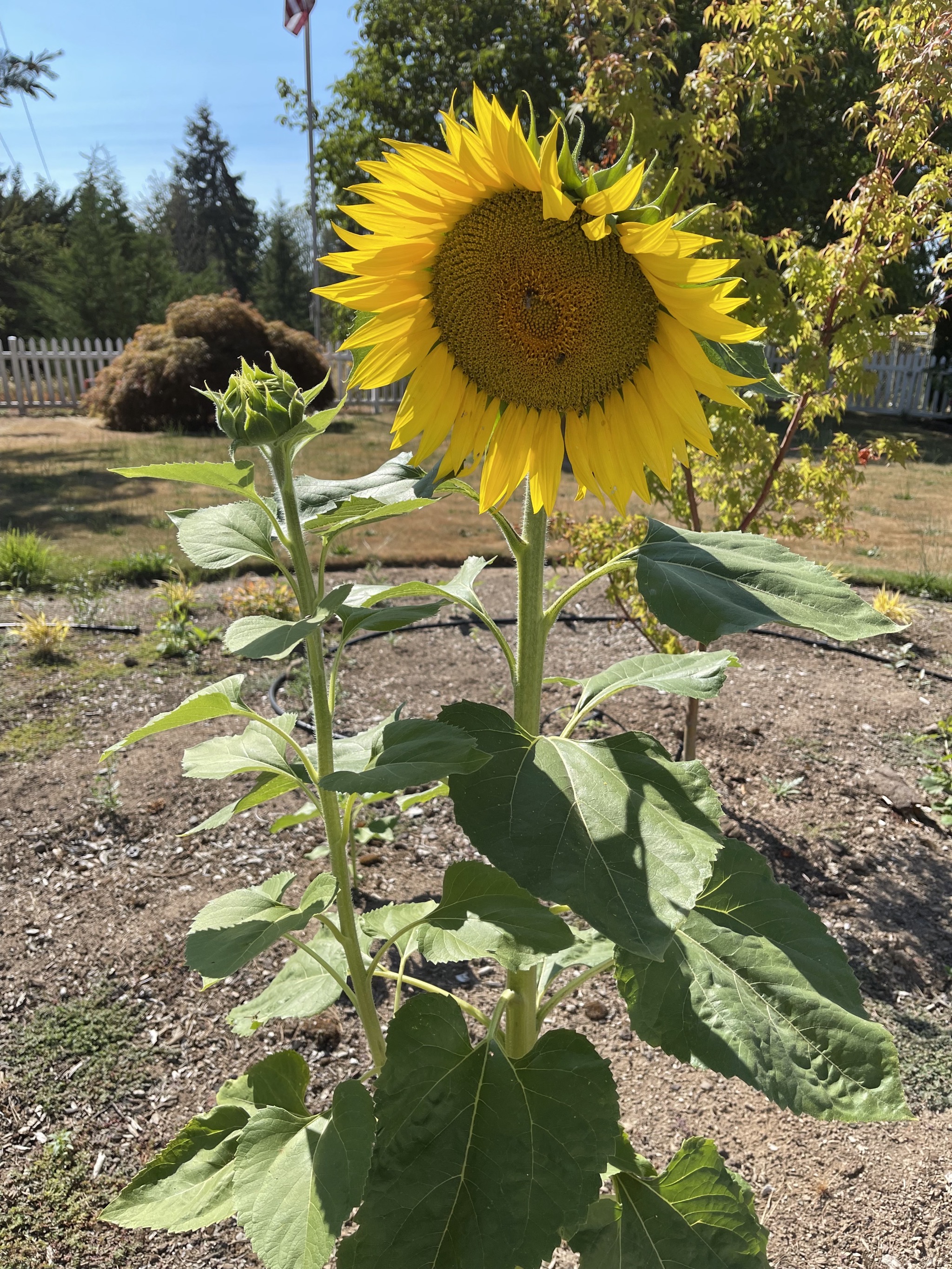 Sunflower