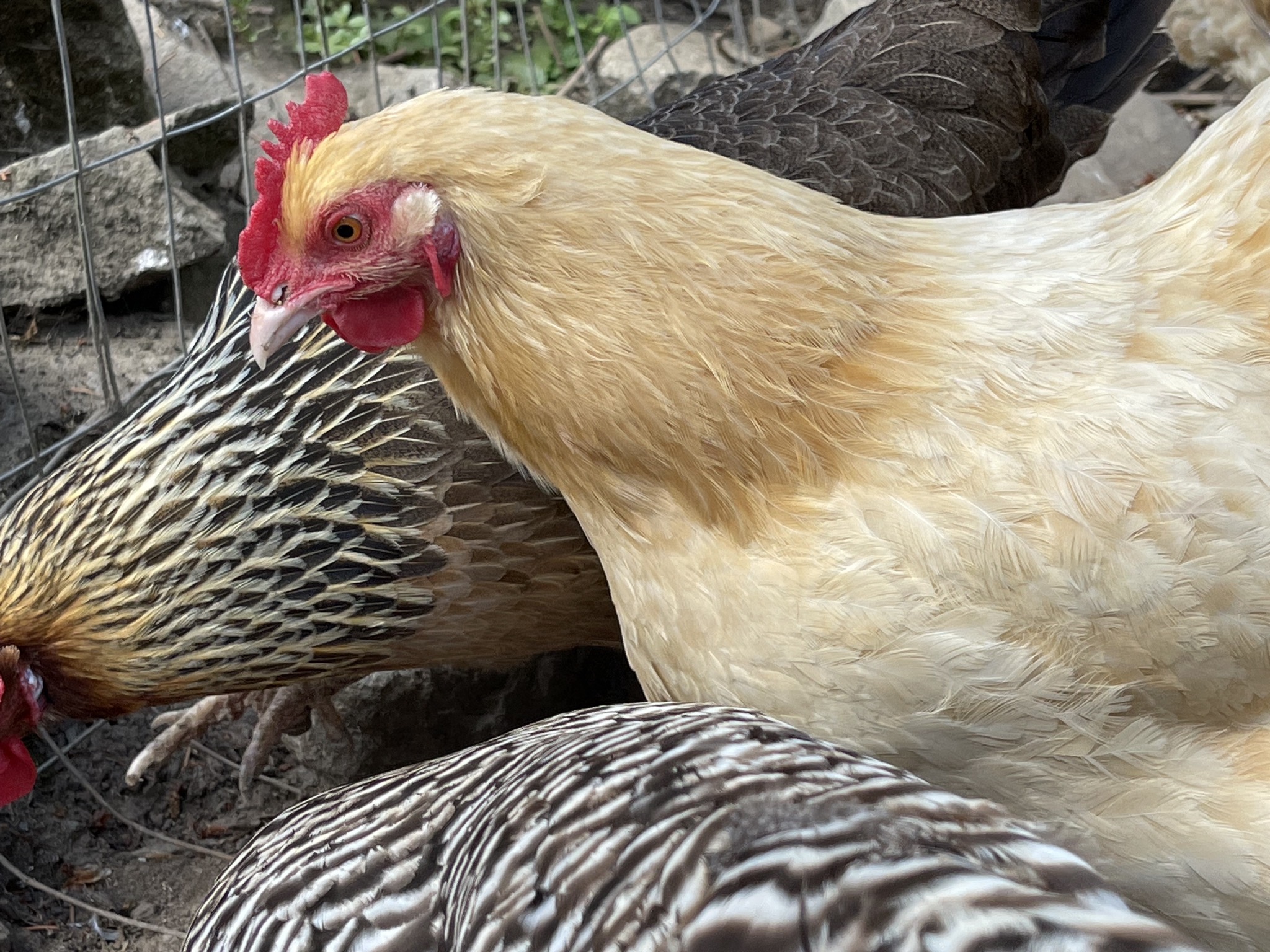 Chickens