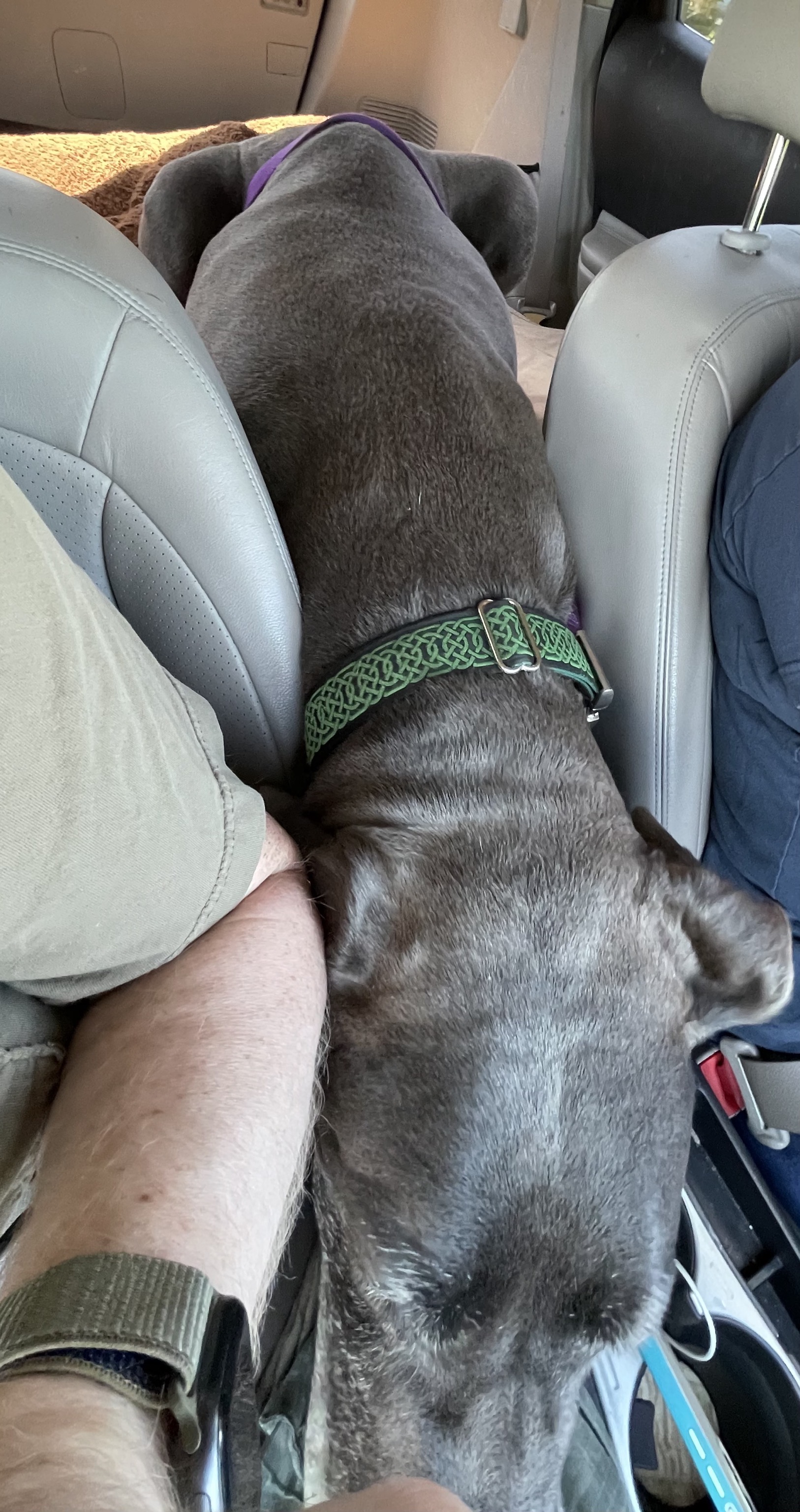 Rory in the car