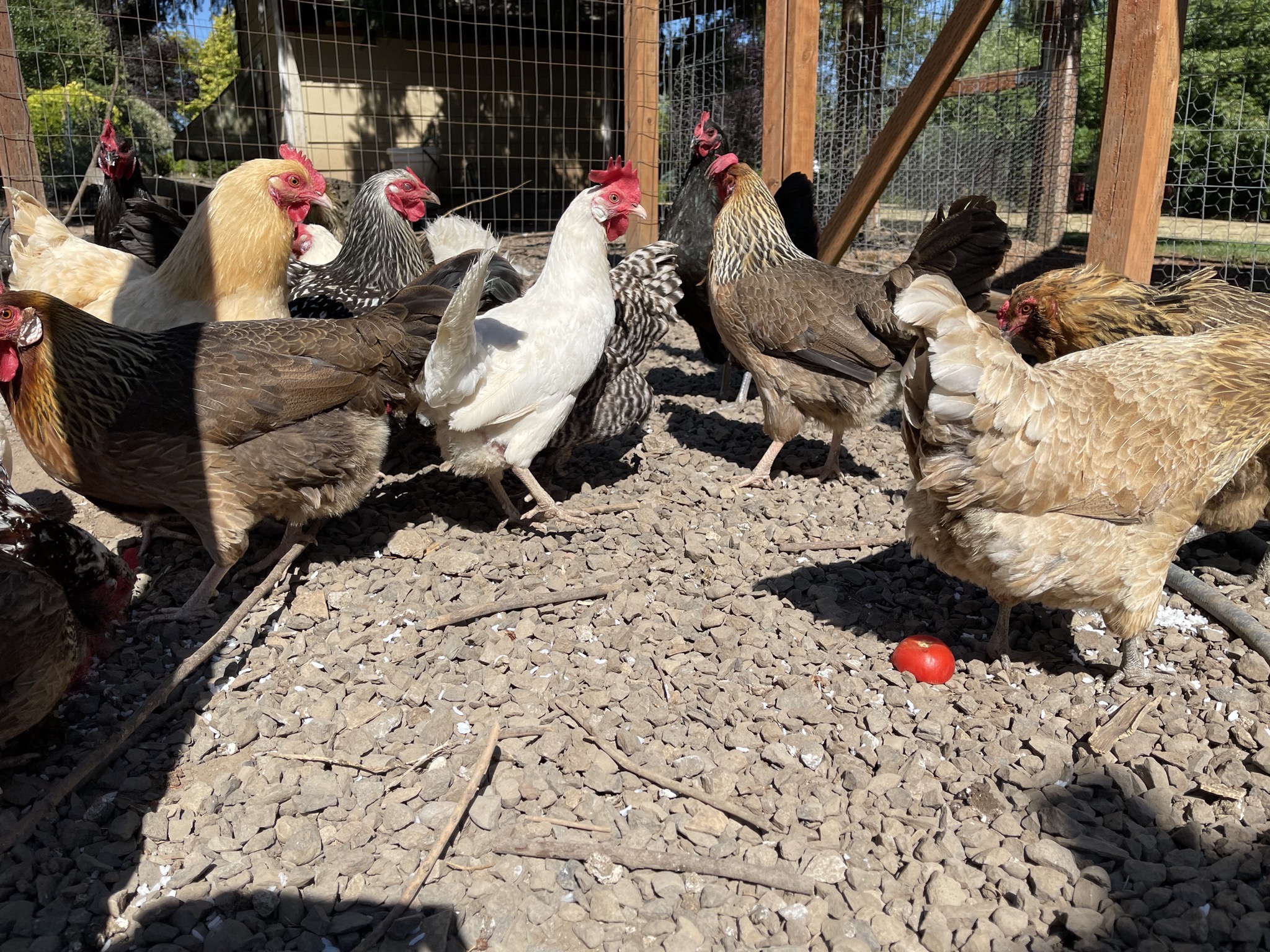Chickens