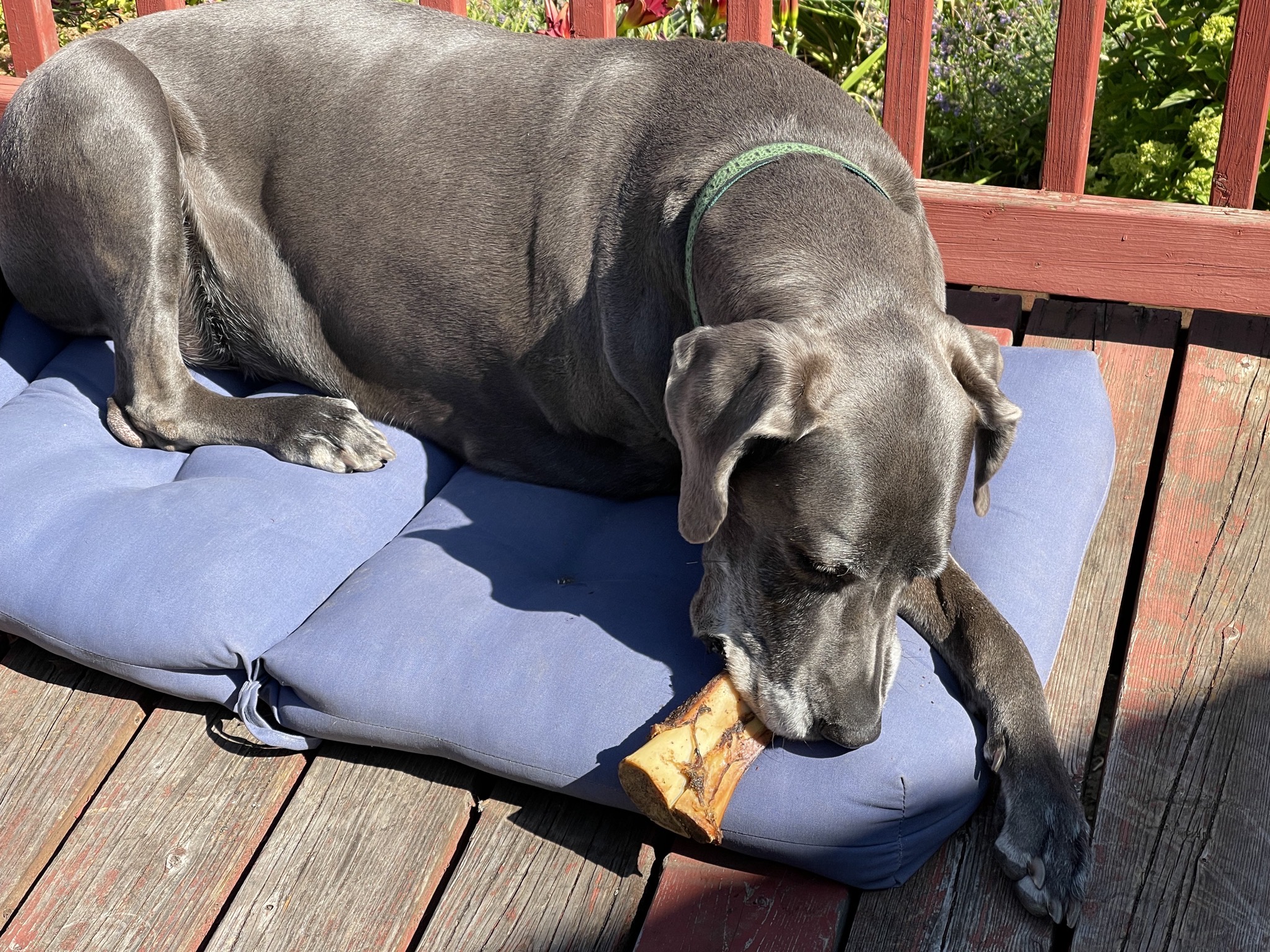 Rory with a bone treat