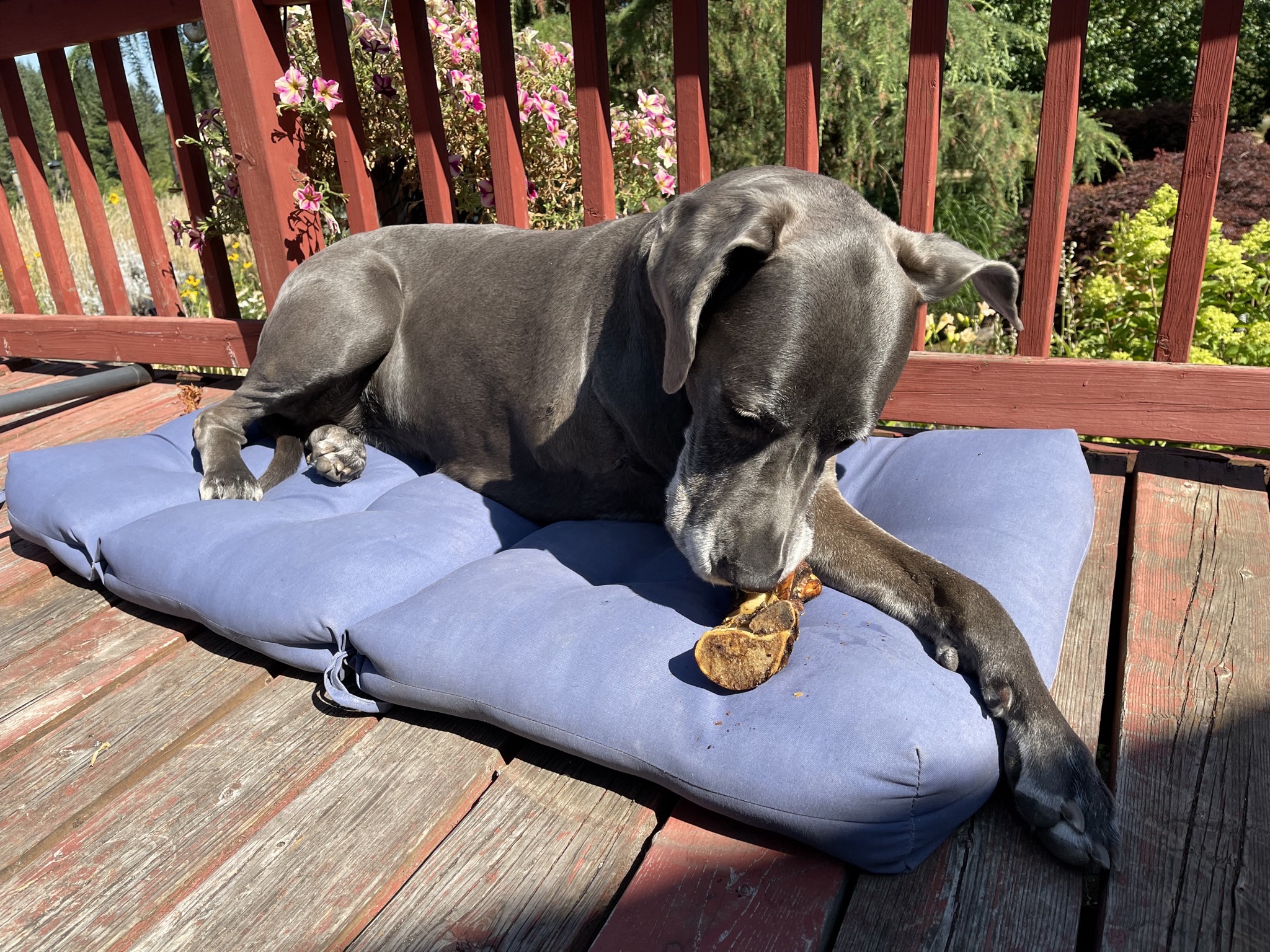 Rory with a bone treat