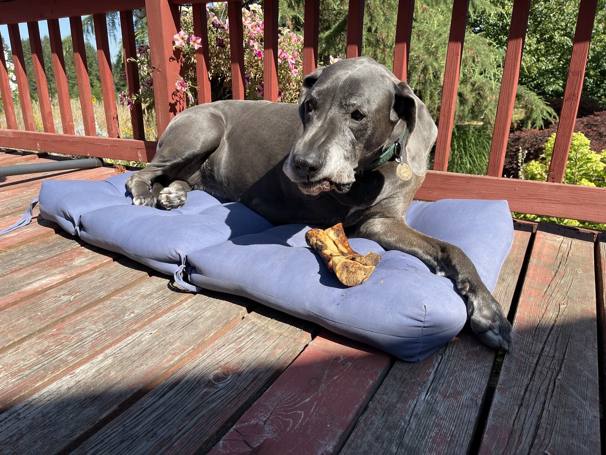 Rory with a bone treat