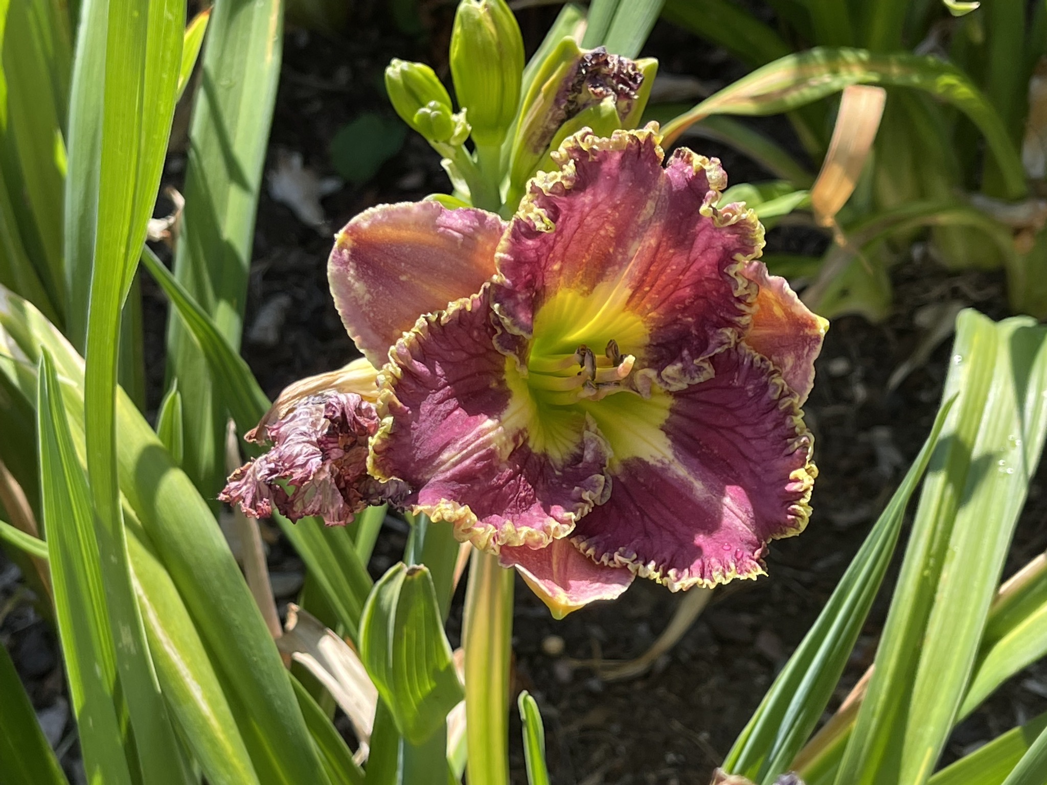 Day lillies