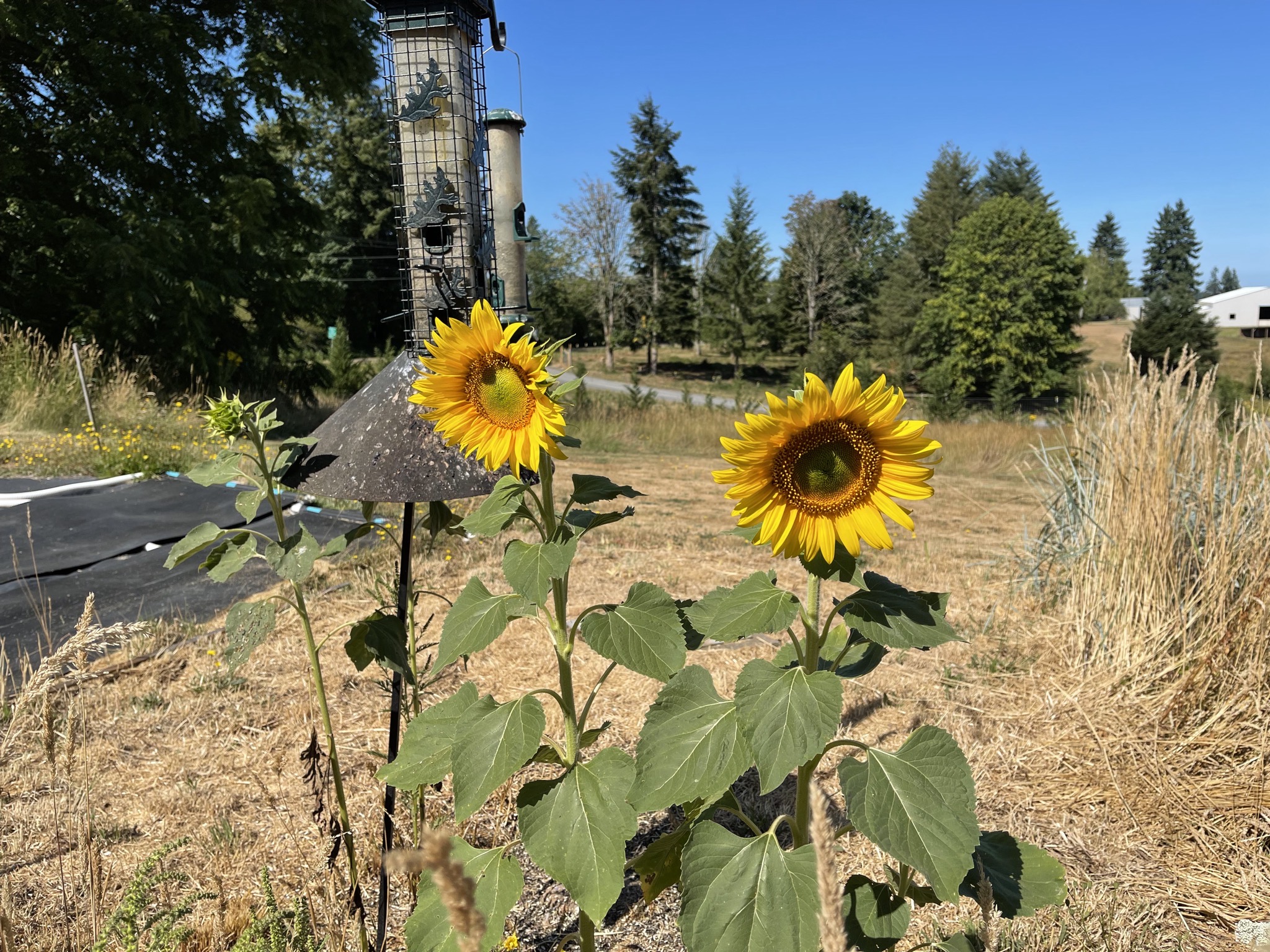 Sunflowers