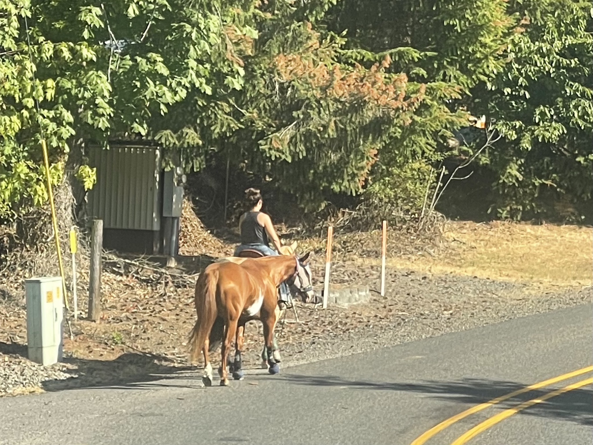 Two horses and rider