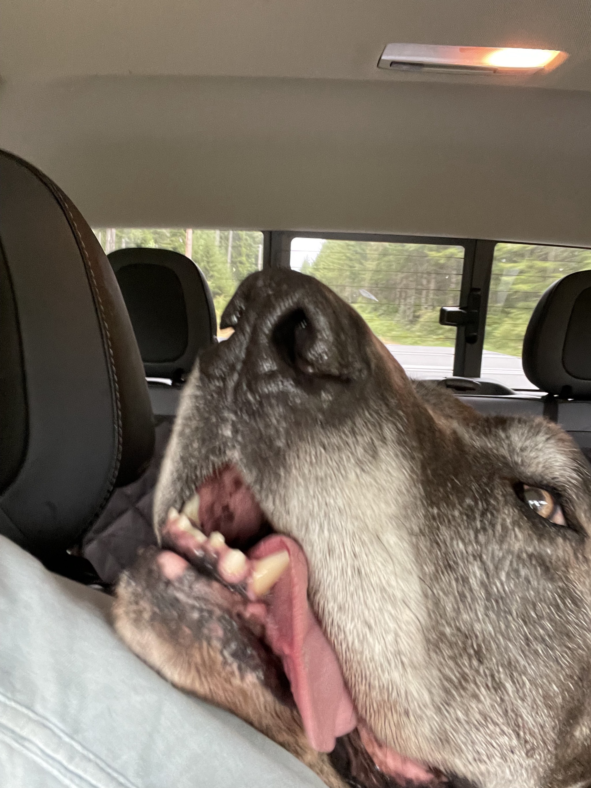 Rory in the truck
