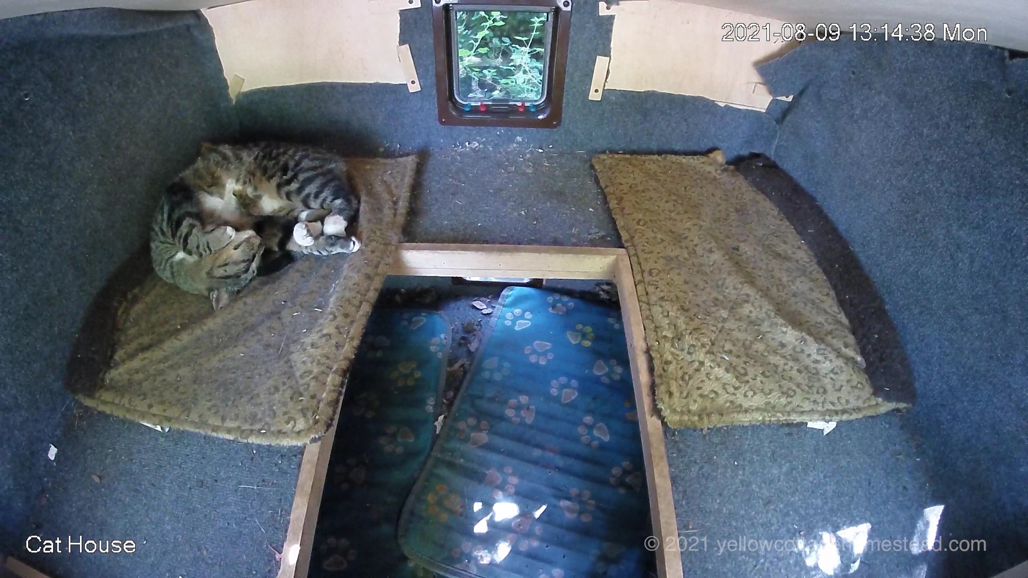 Porcini in the cat house