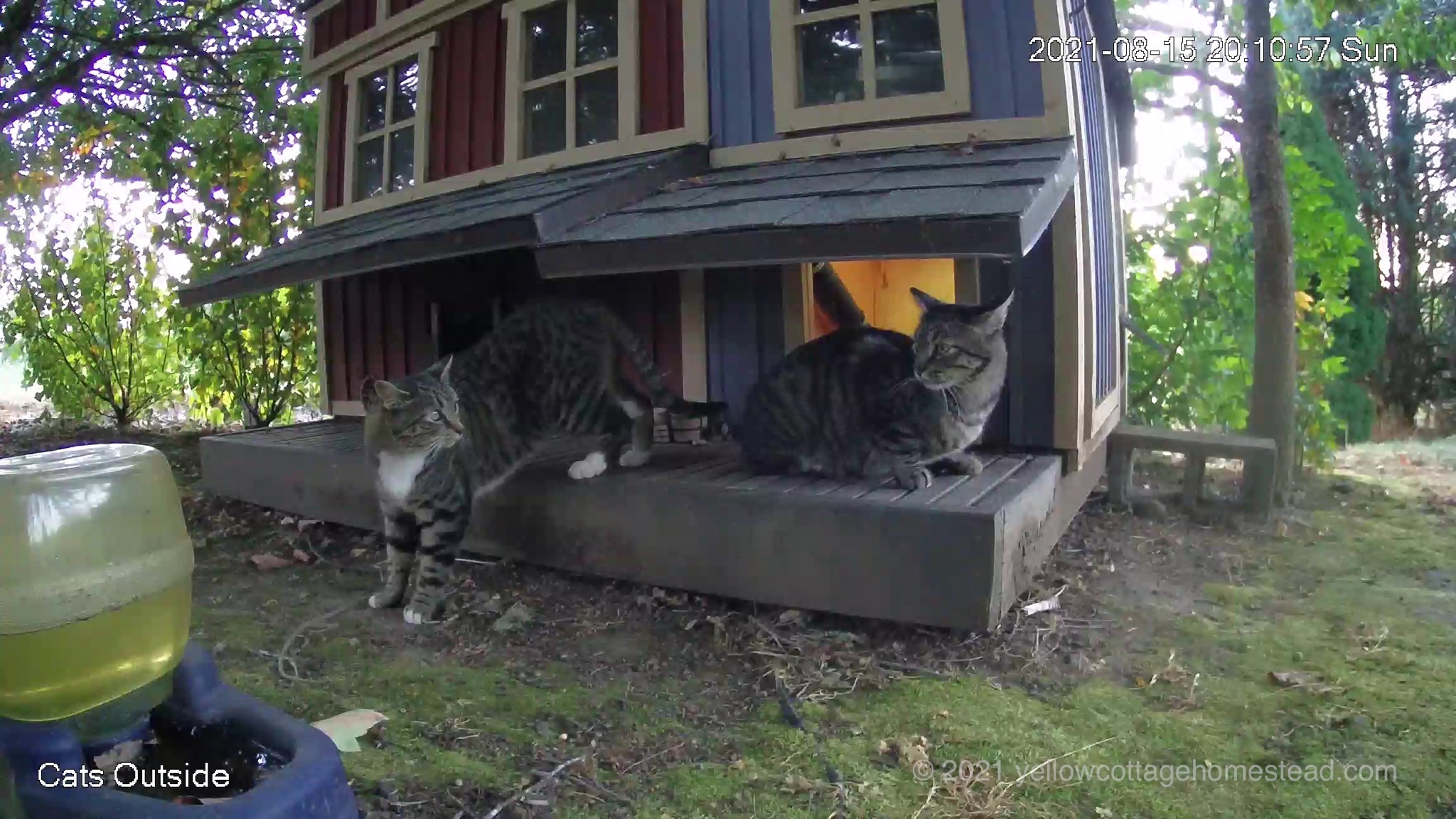 Two cats