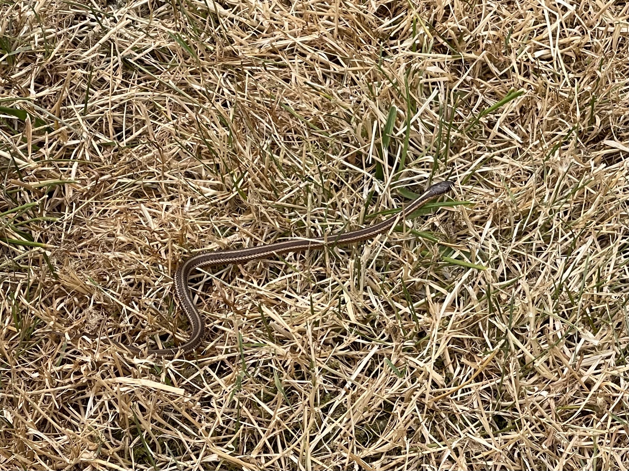 Snake