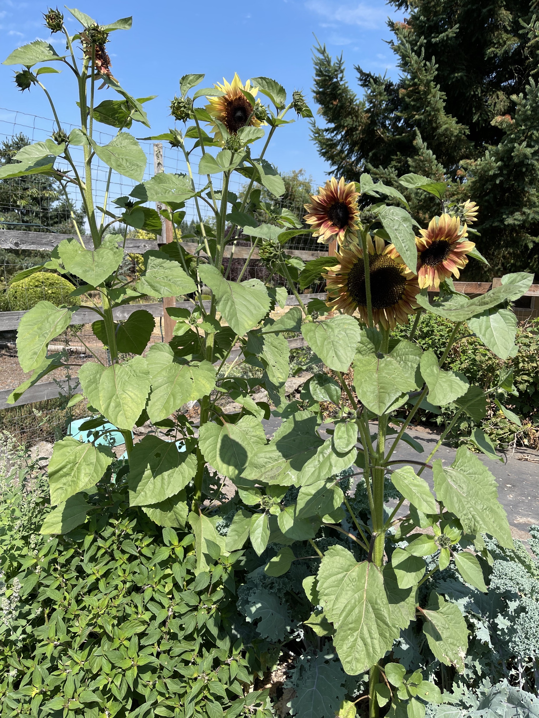 Sunflowers