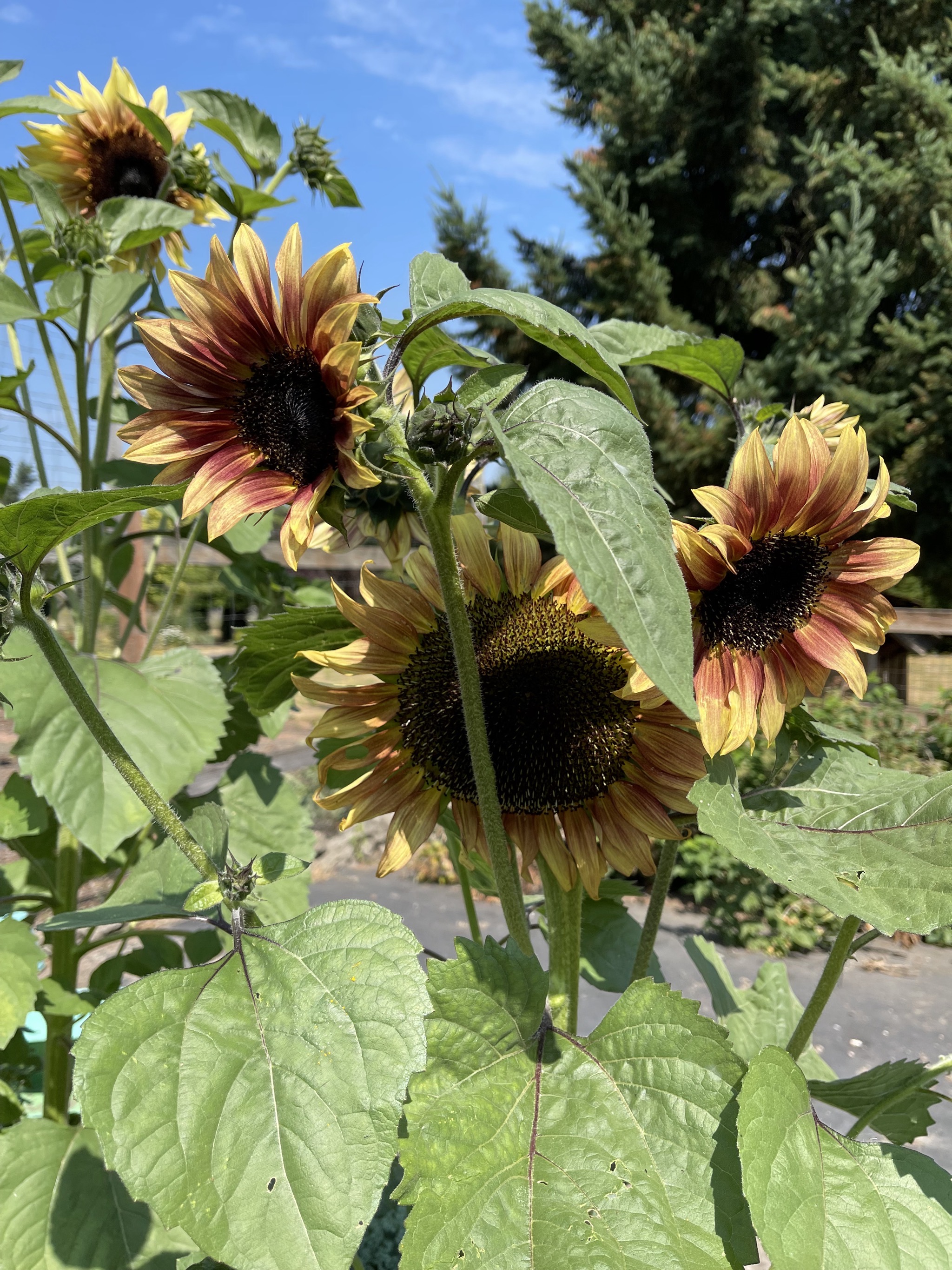 Sunflowers