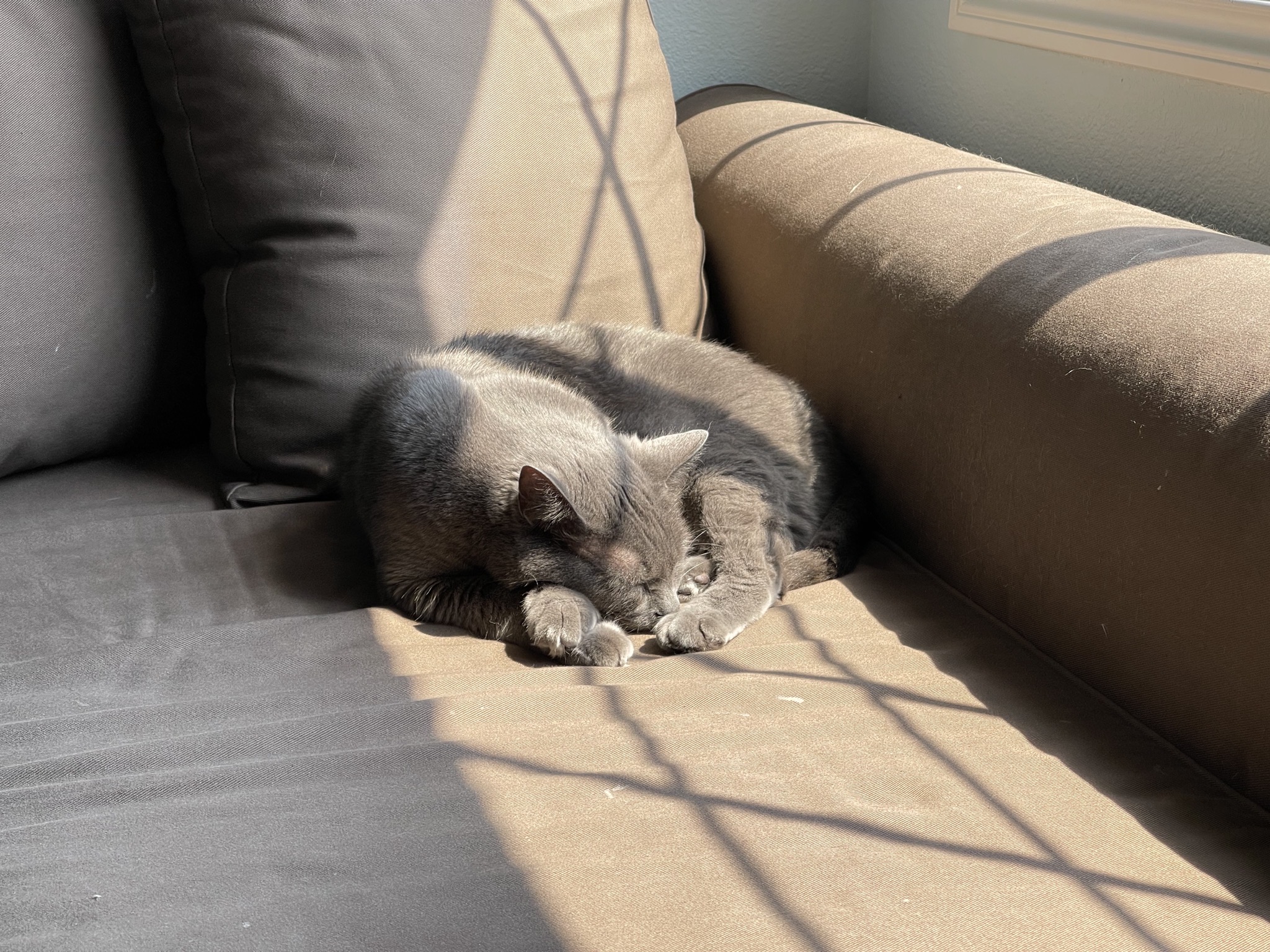 Paladin in a sunbeam