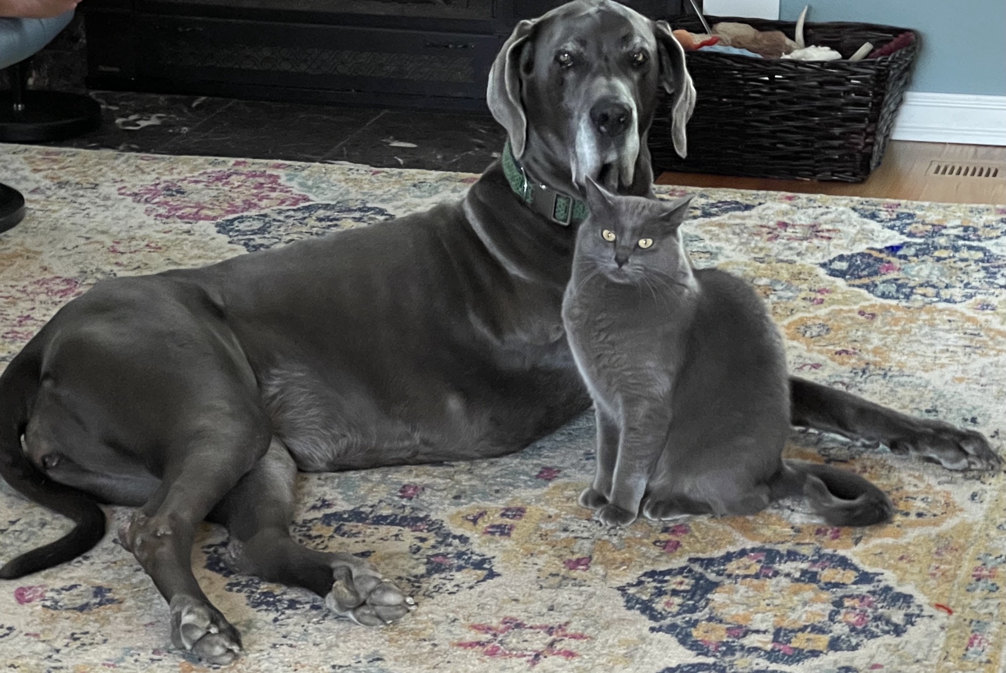 Rory and Paladin