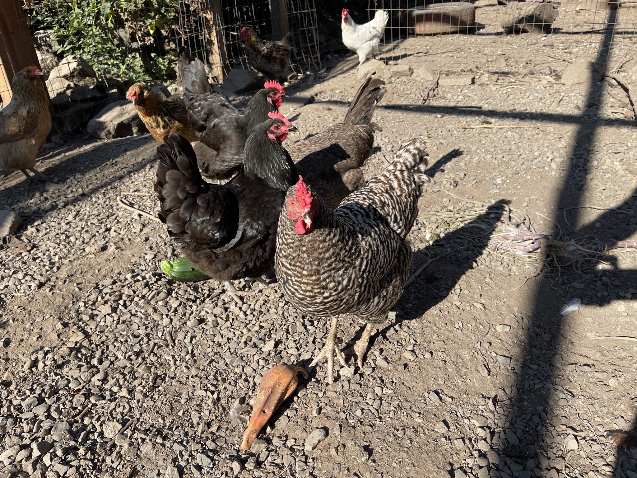 Chickens