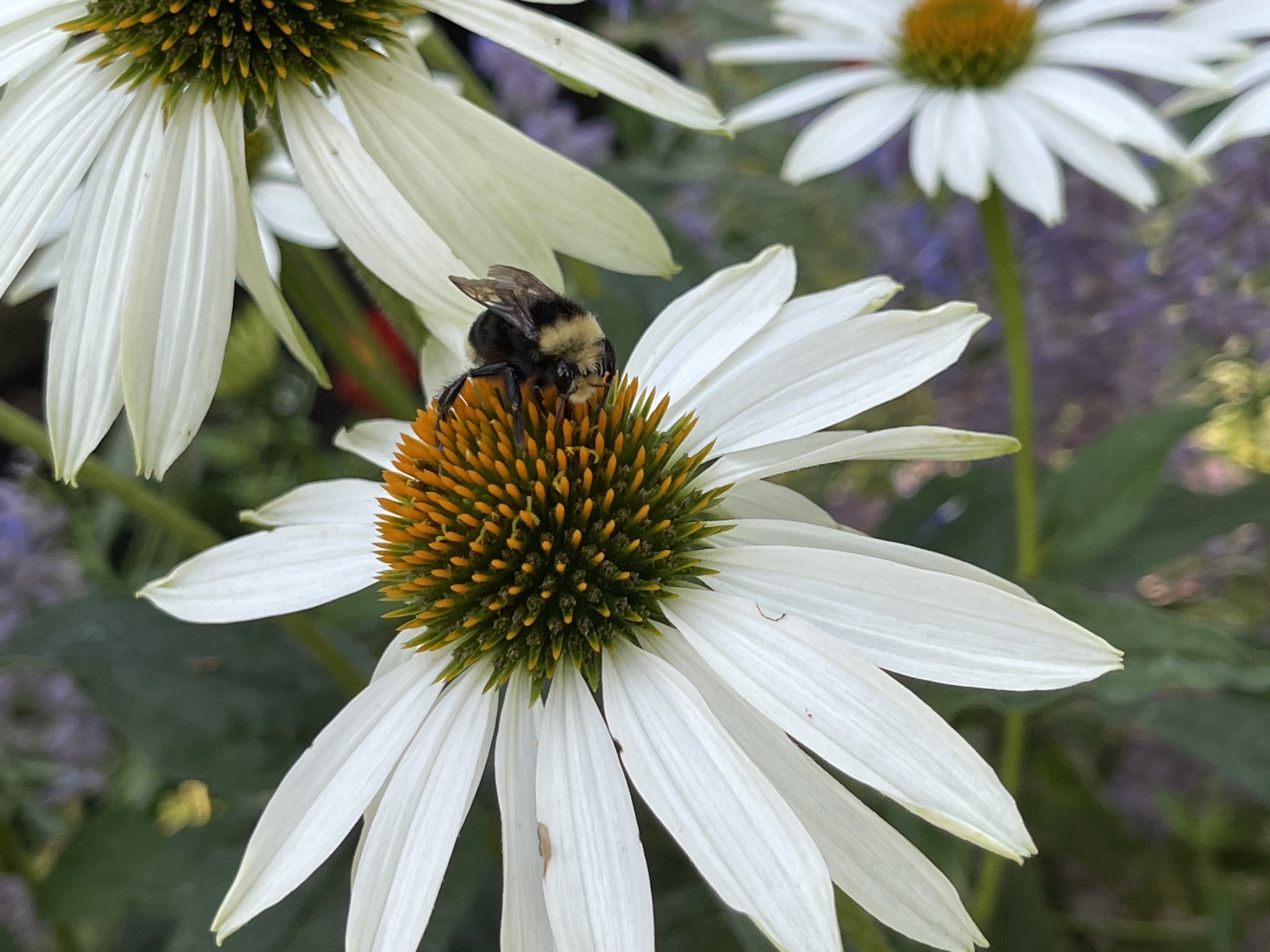 Bumble bee on flower