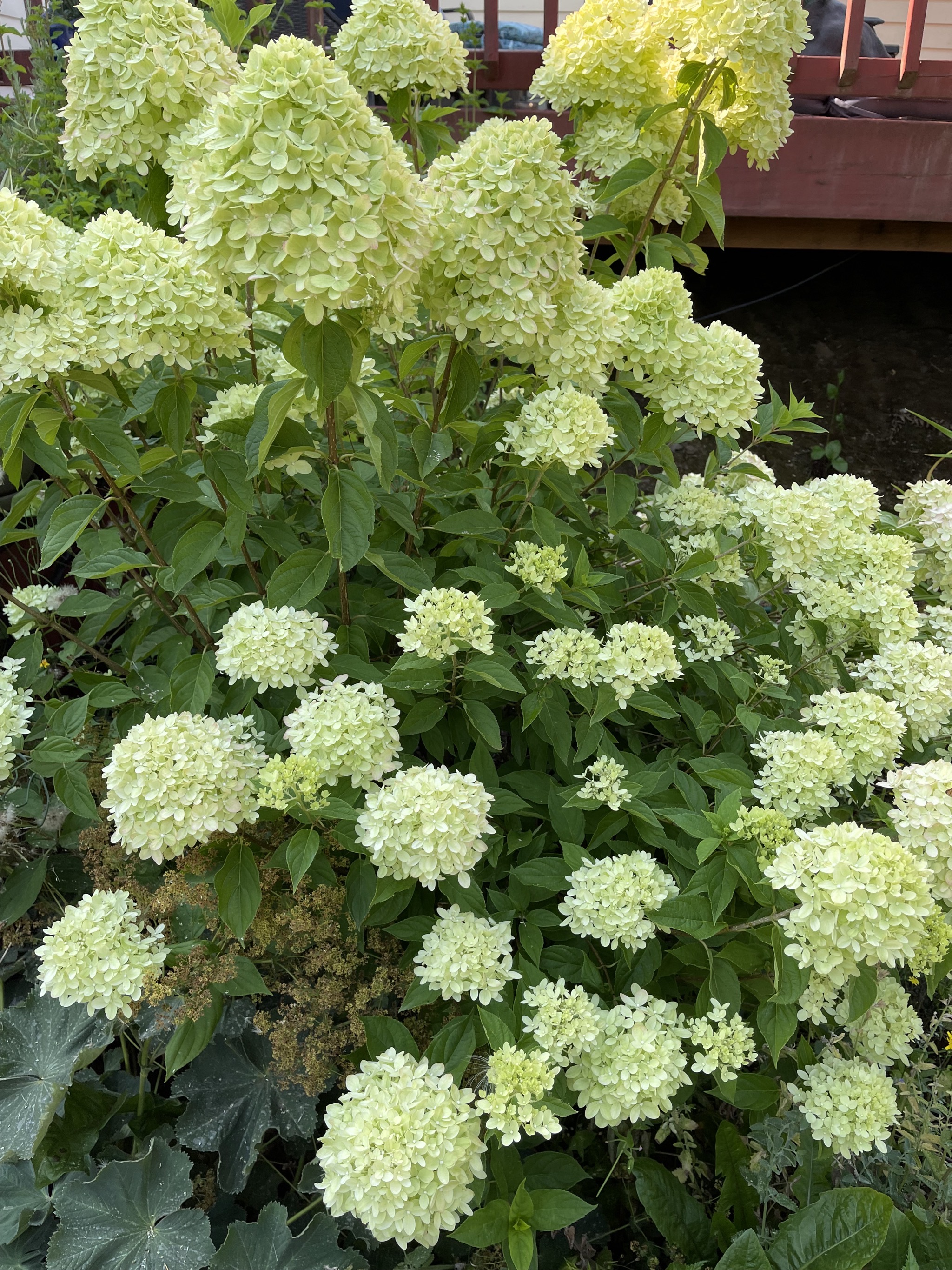 Hydrangea