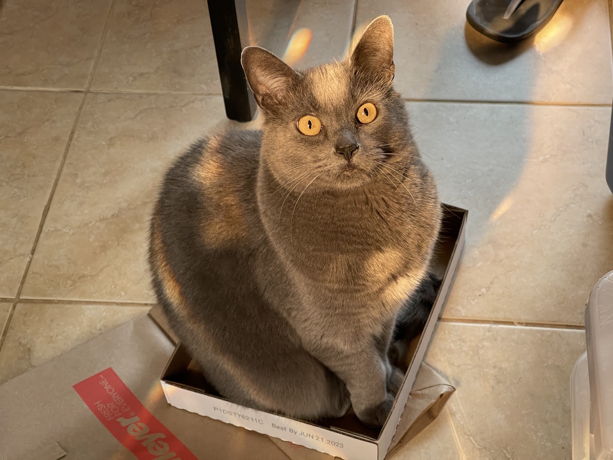 Paladin in a box