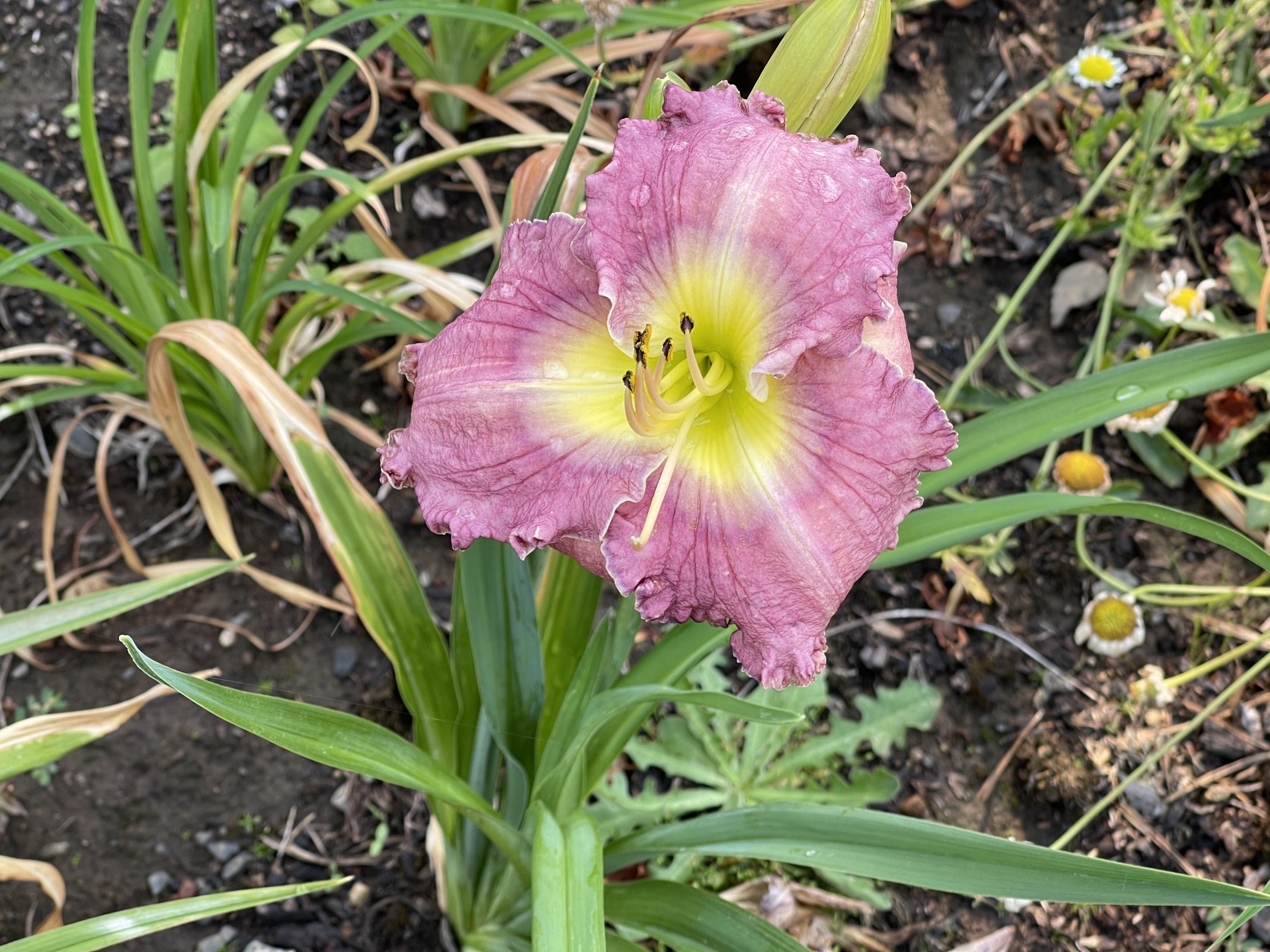 Day lily