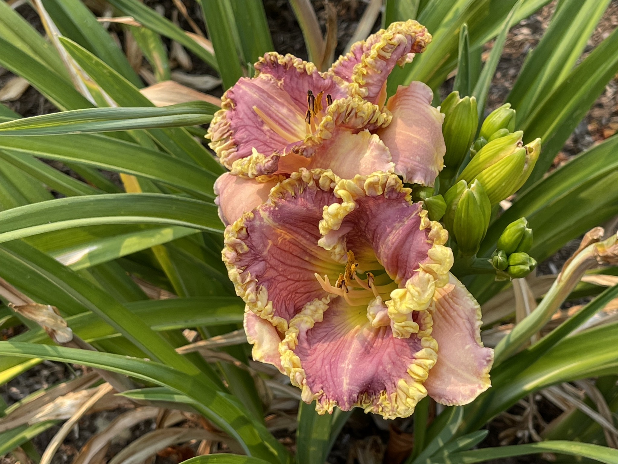 Day lilies