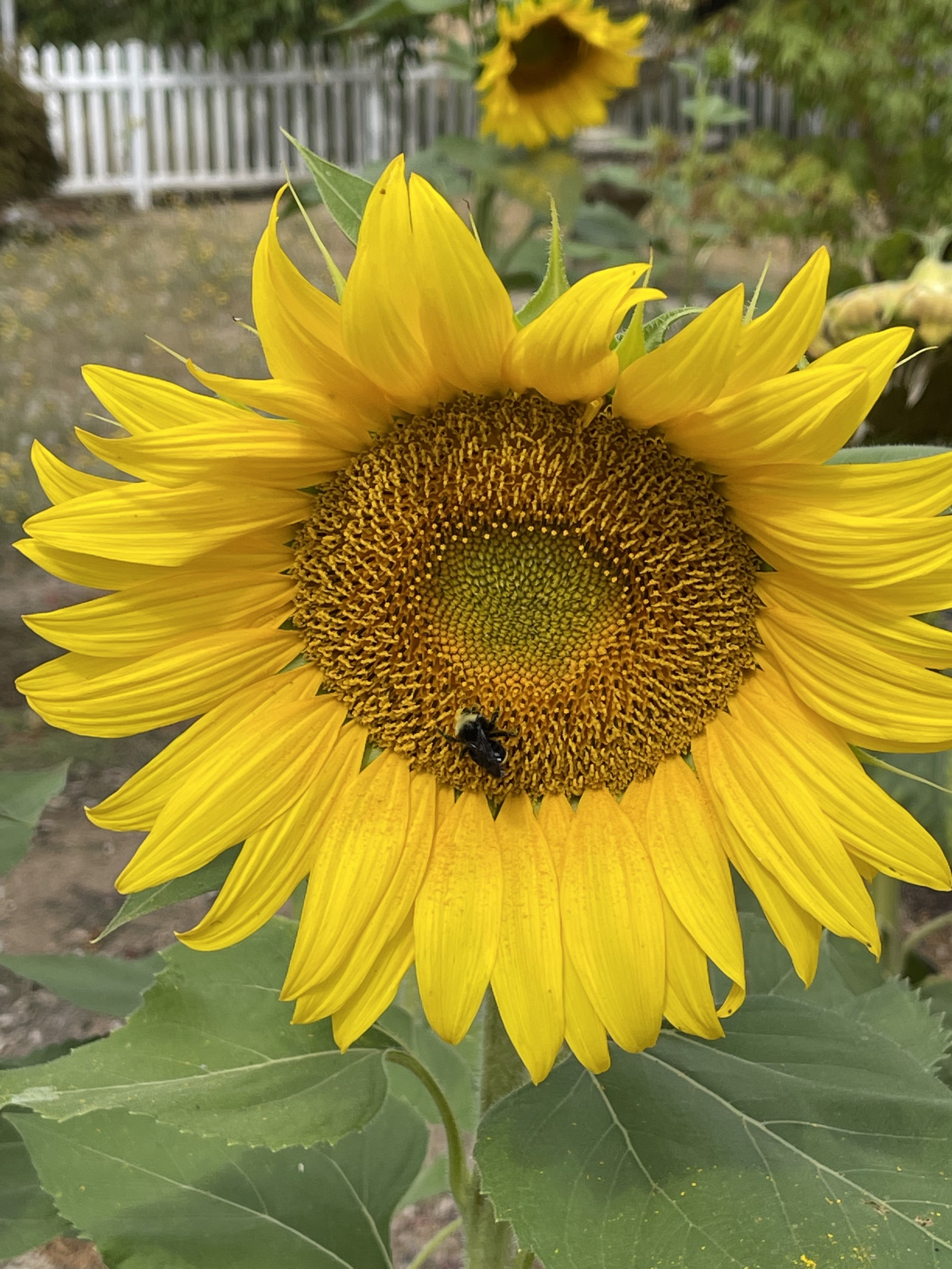 Bumble bees on sunflowers
