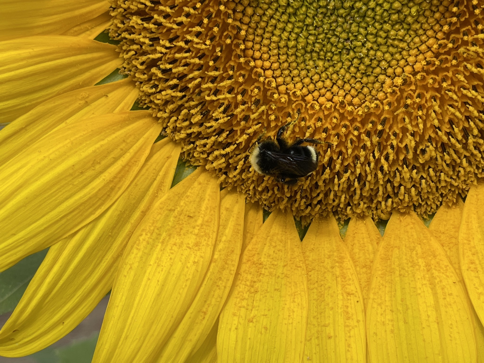 Bumble bee on sunflower