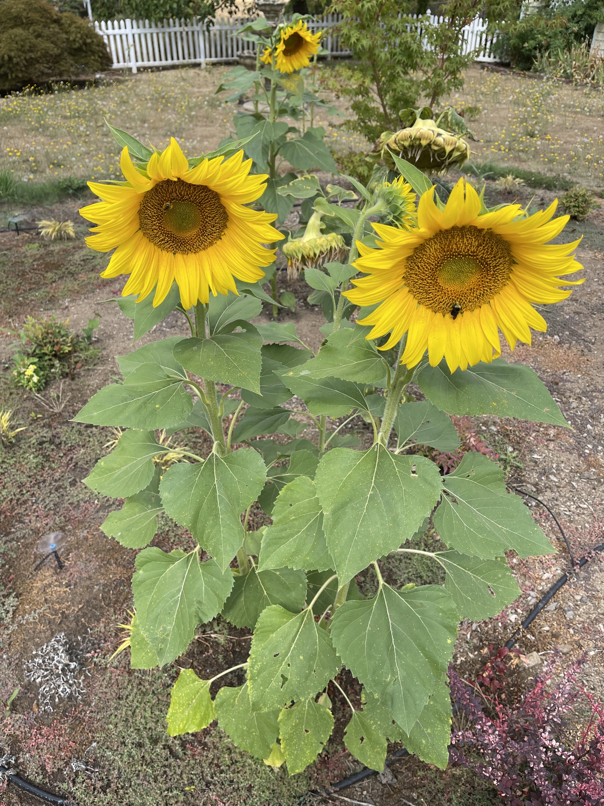 Bumble bees on sunflowers