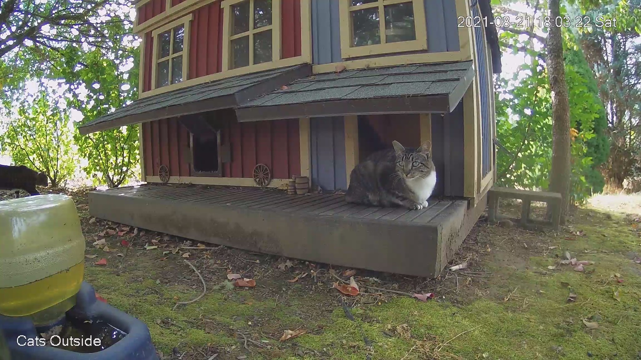Two cats