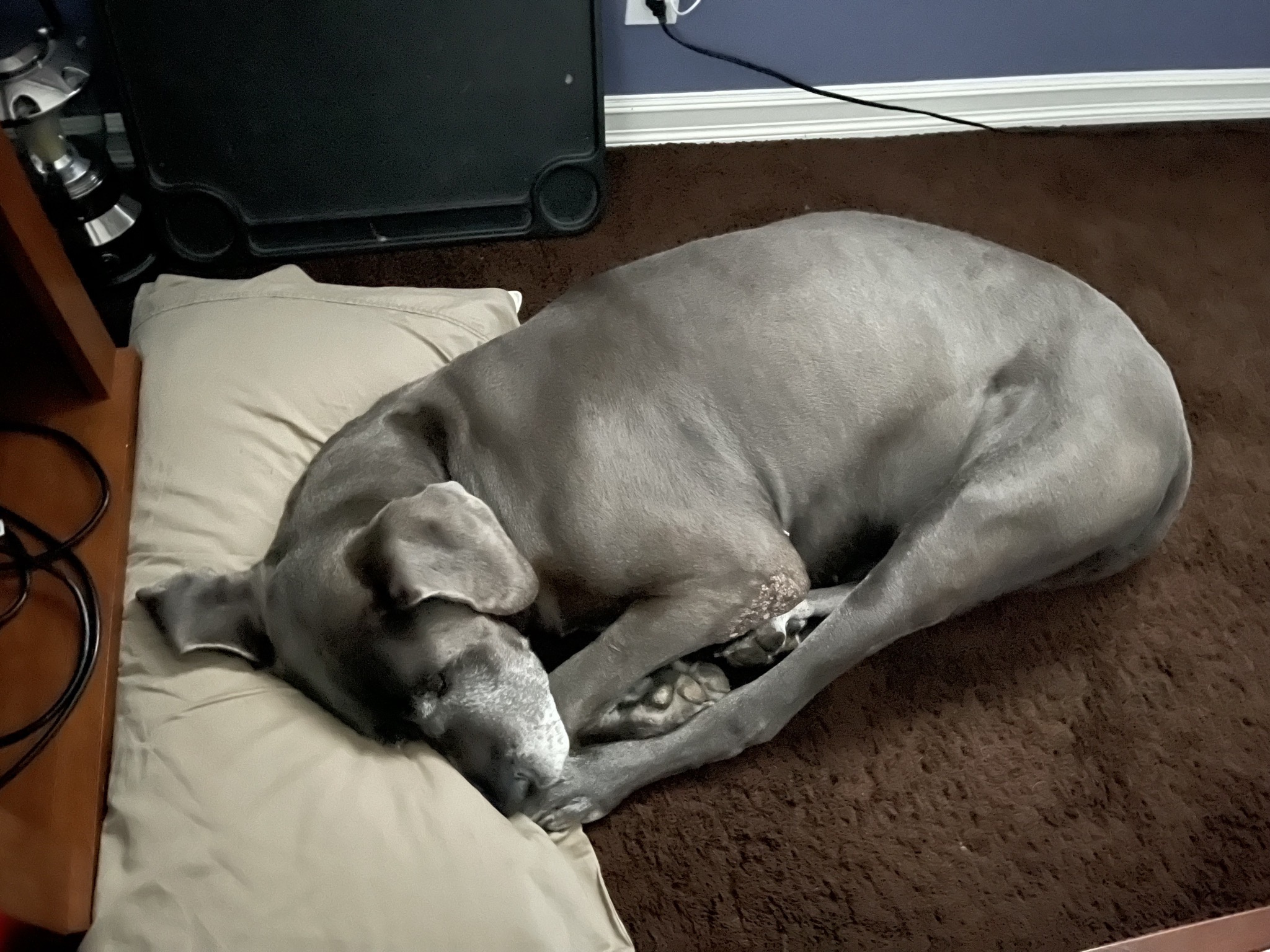 Rory sleeping on my pillow