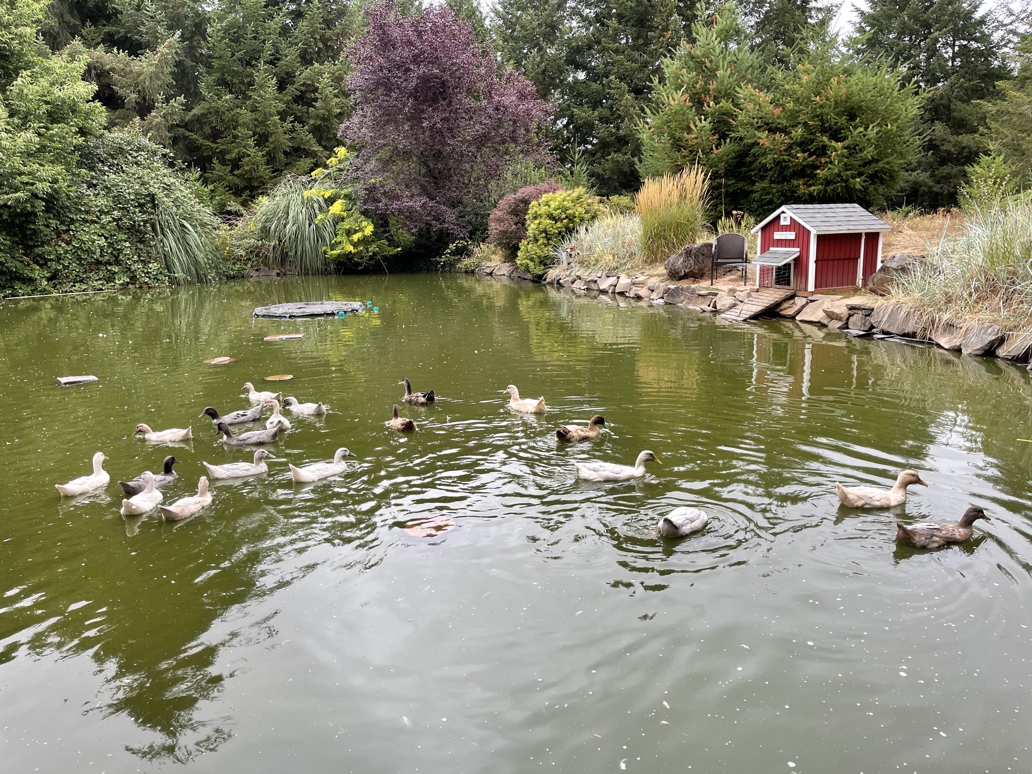 Ducks in the pond