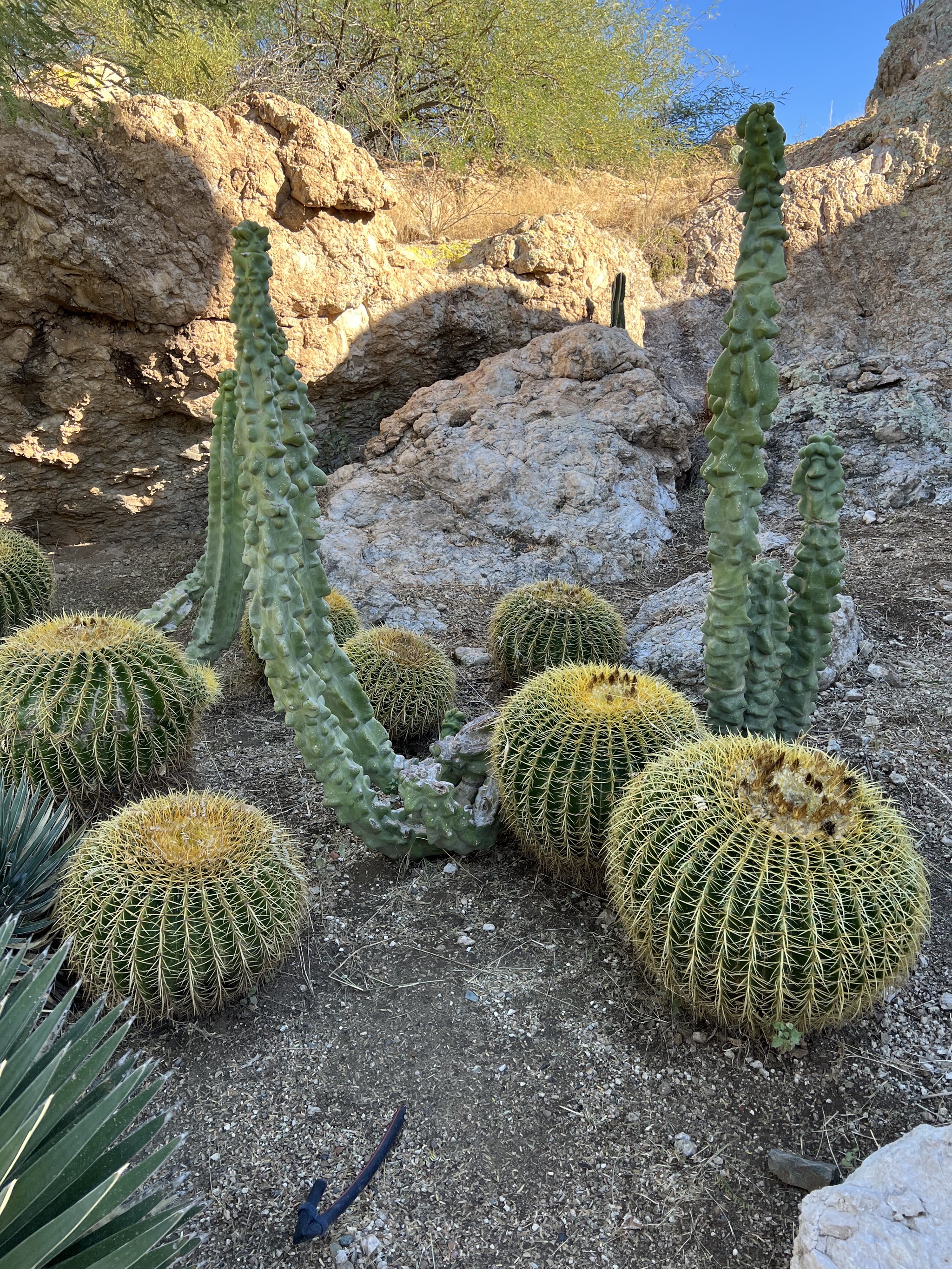 Cacti