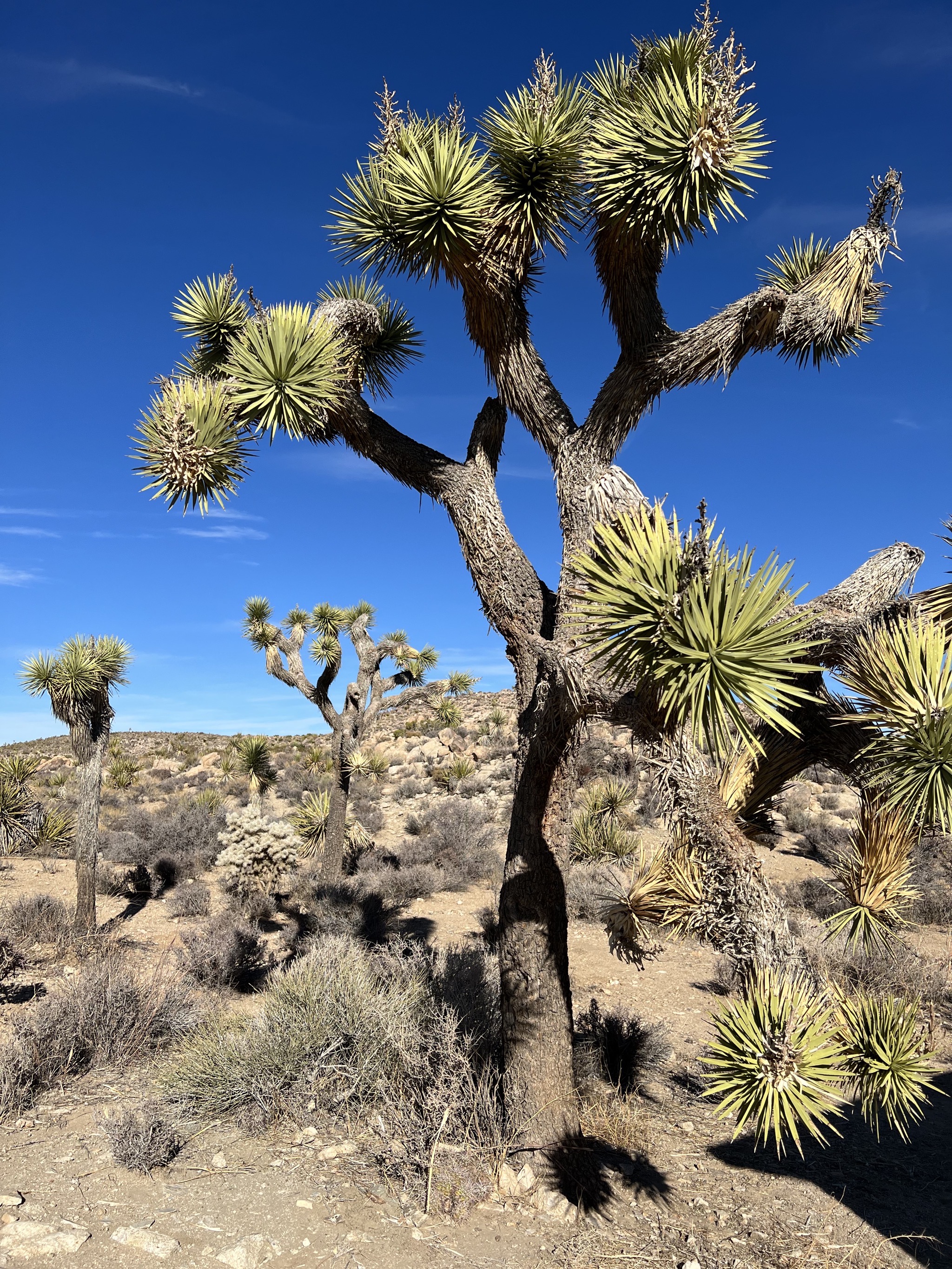 Joshua trees