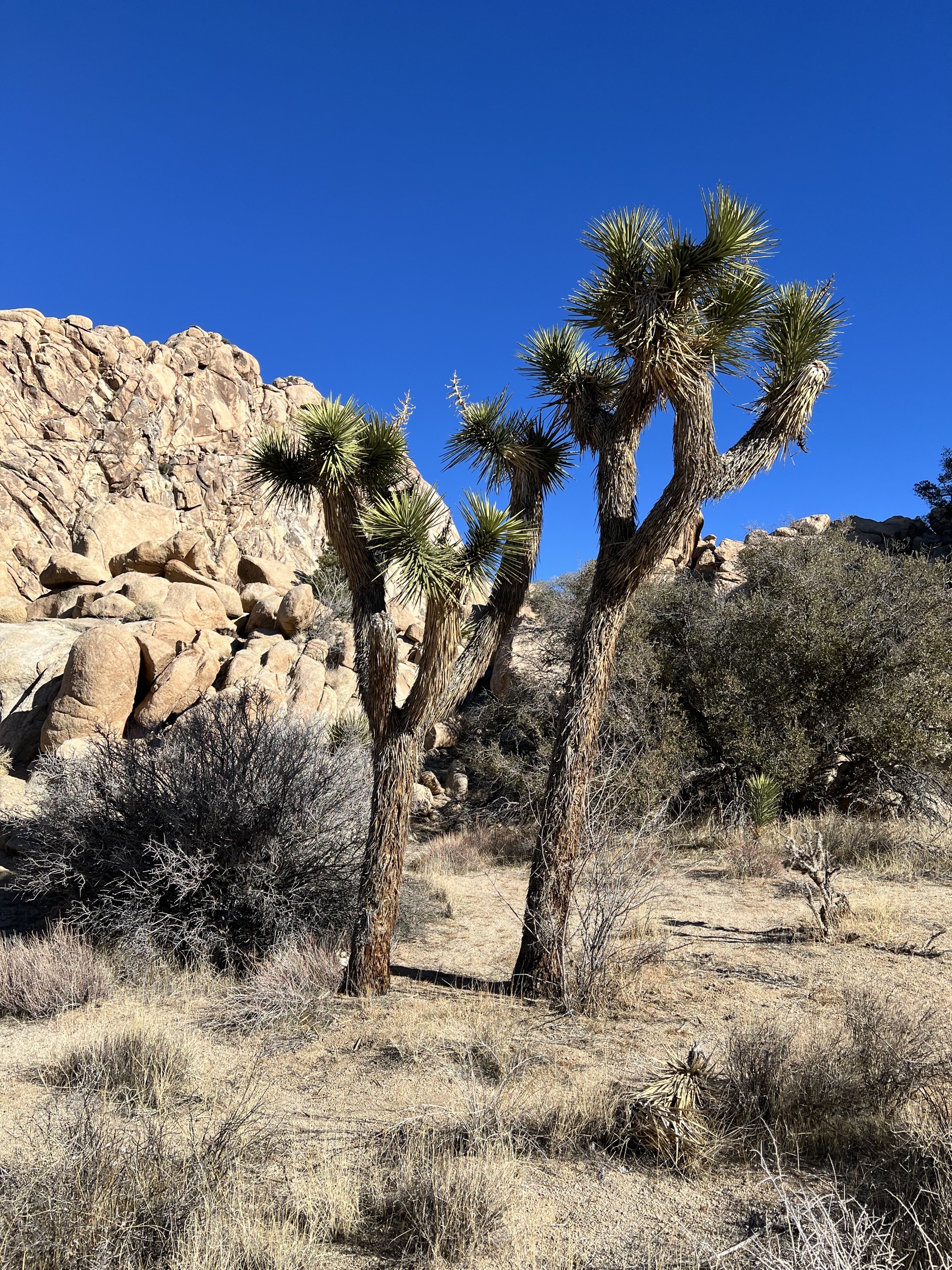 Joshua Tree Natoinal Park