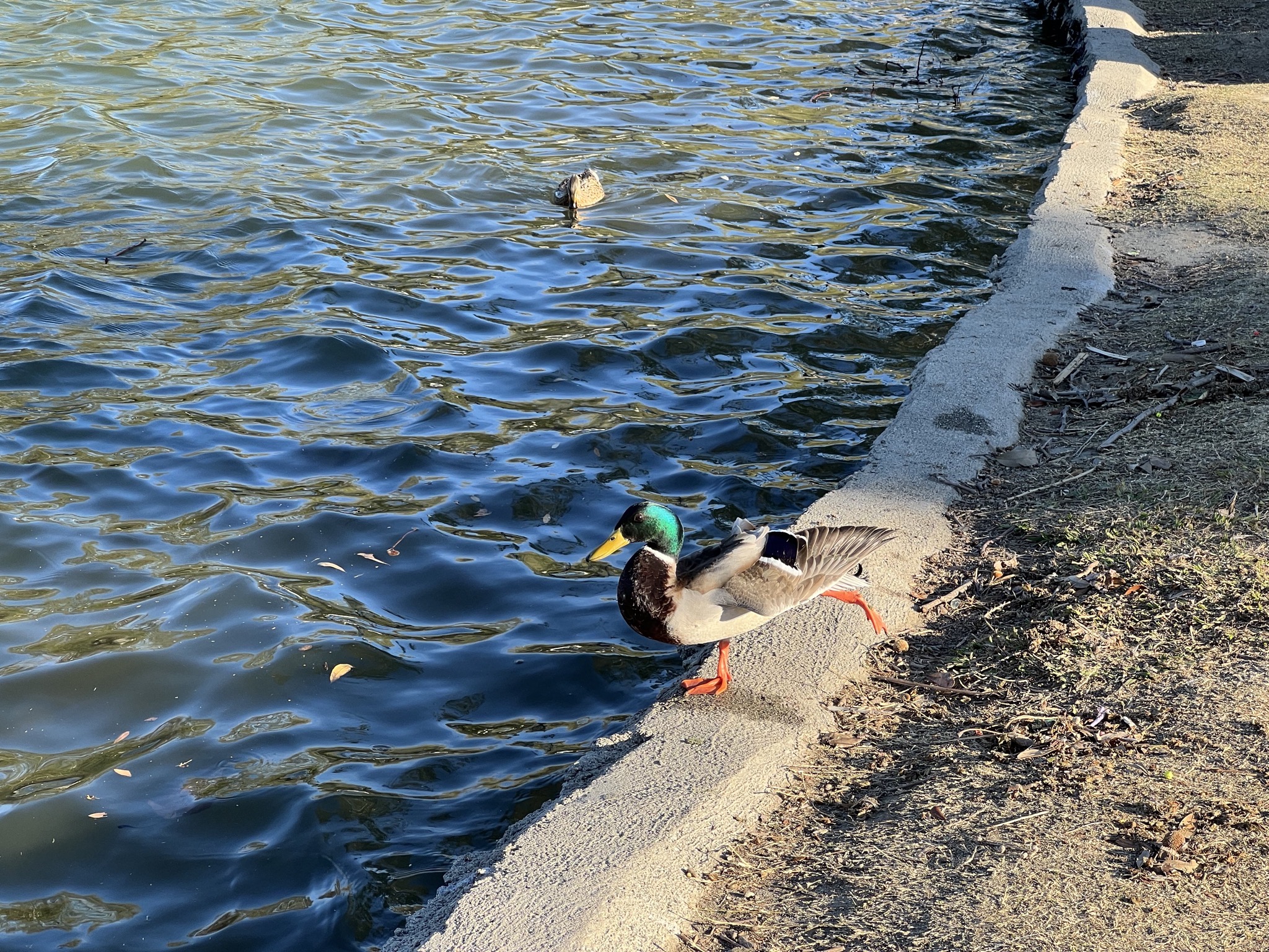 Ducks