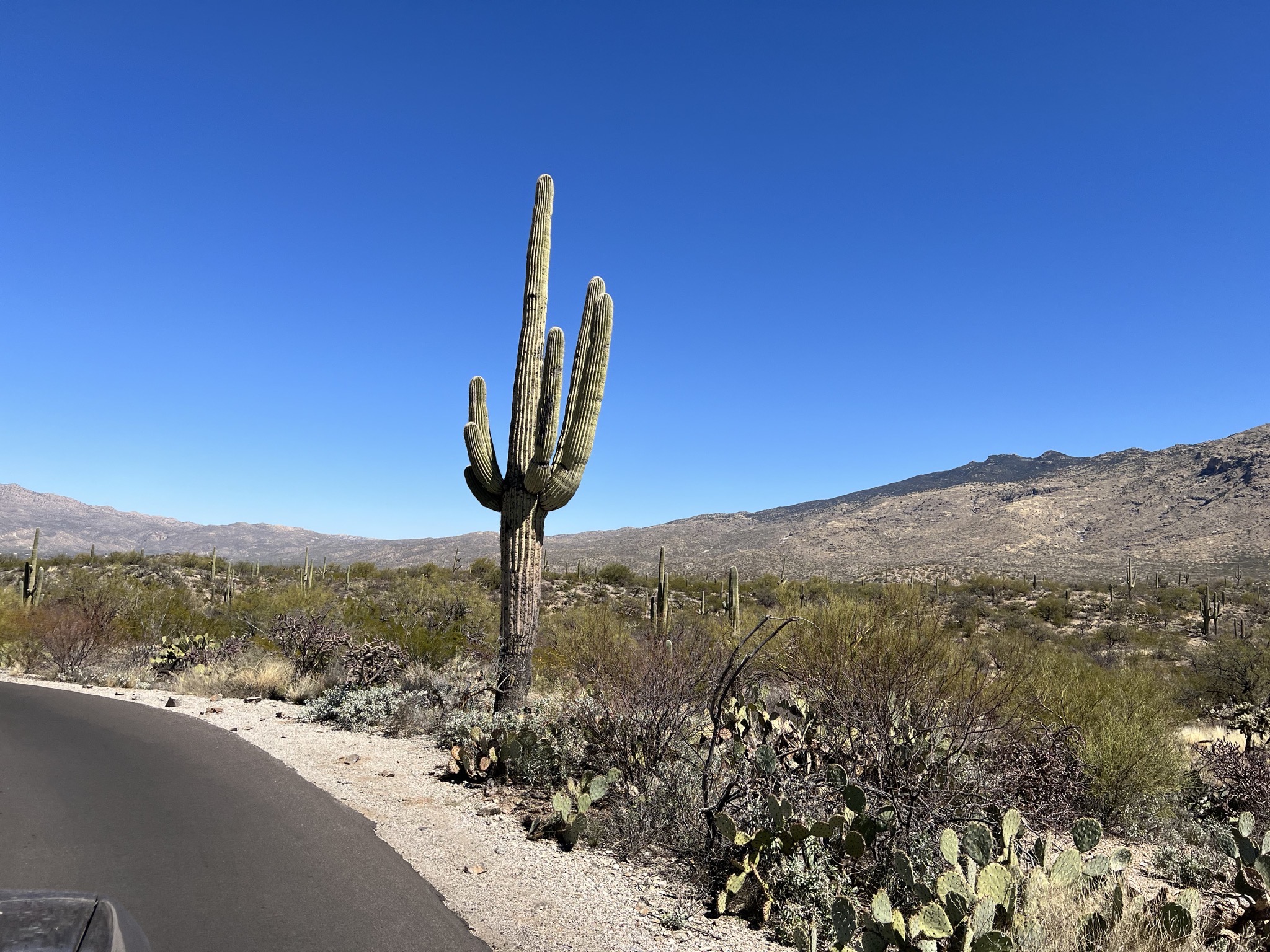 Cacti