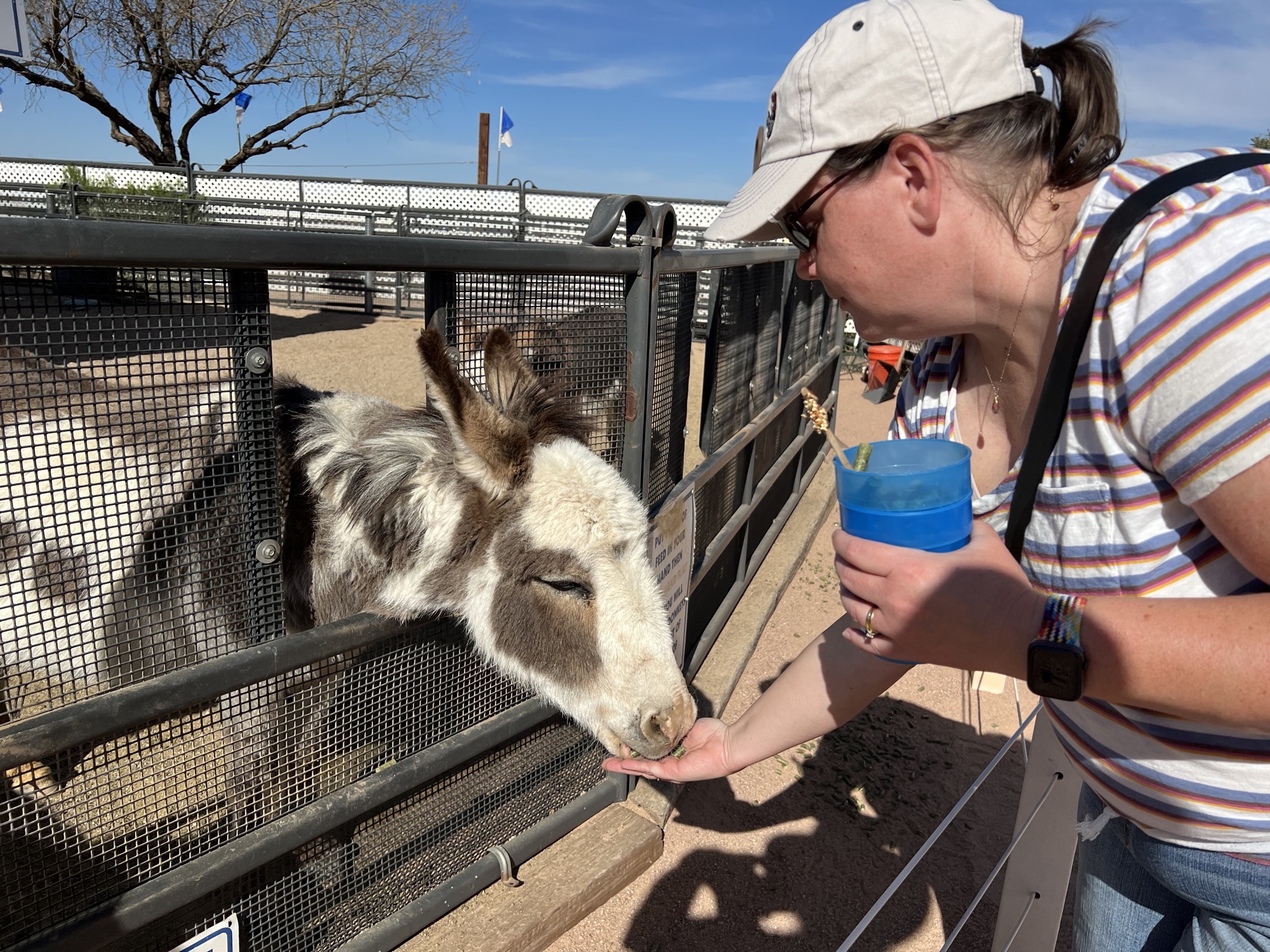 Donkey feeding