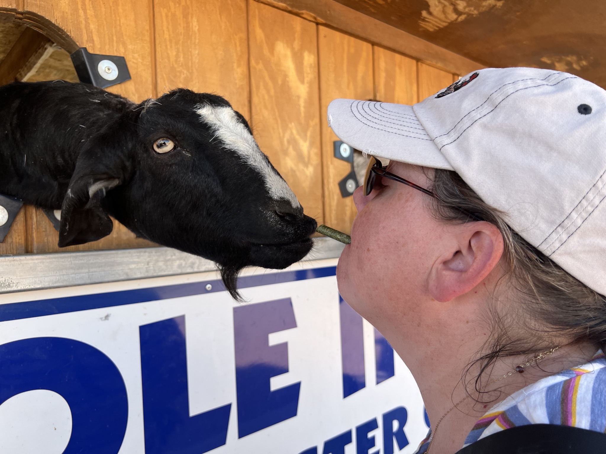 Goat kissing