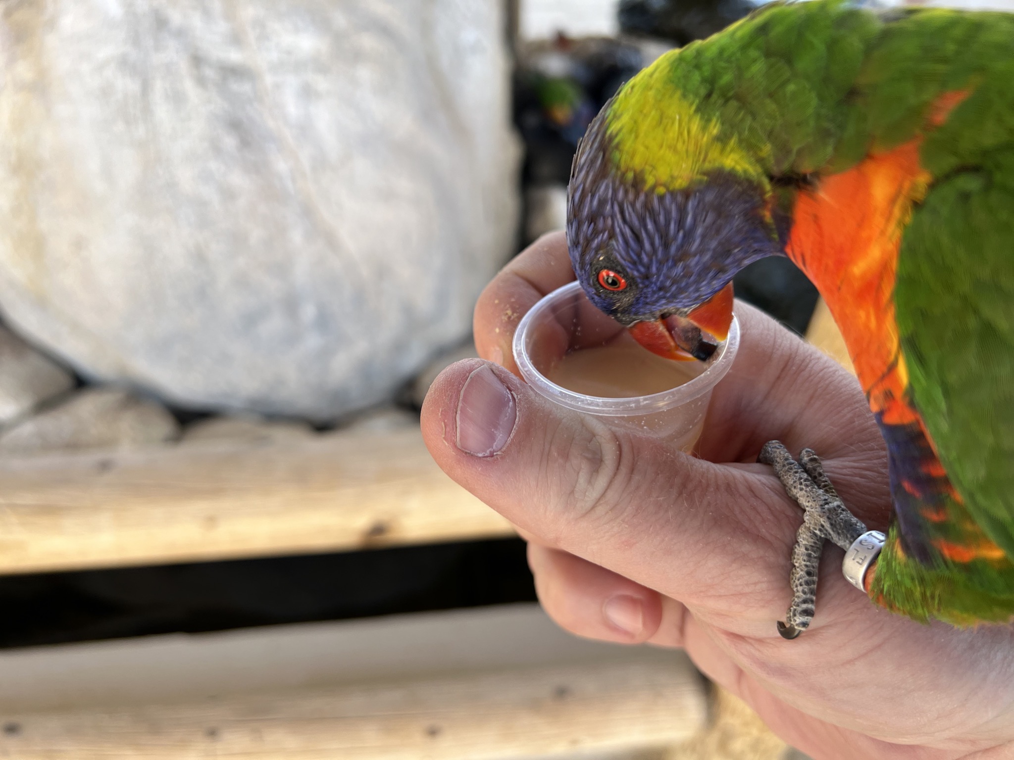 Rainbow Lorikeets