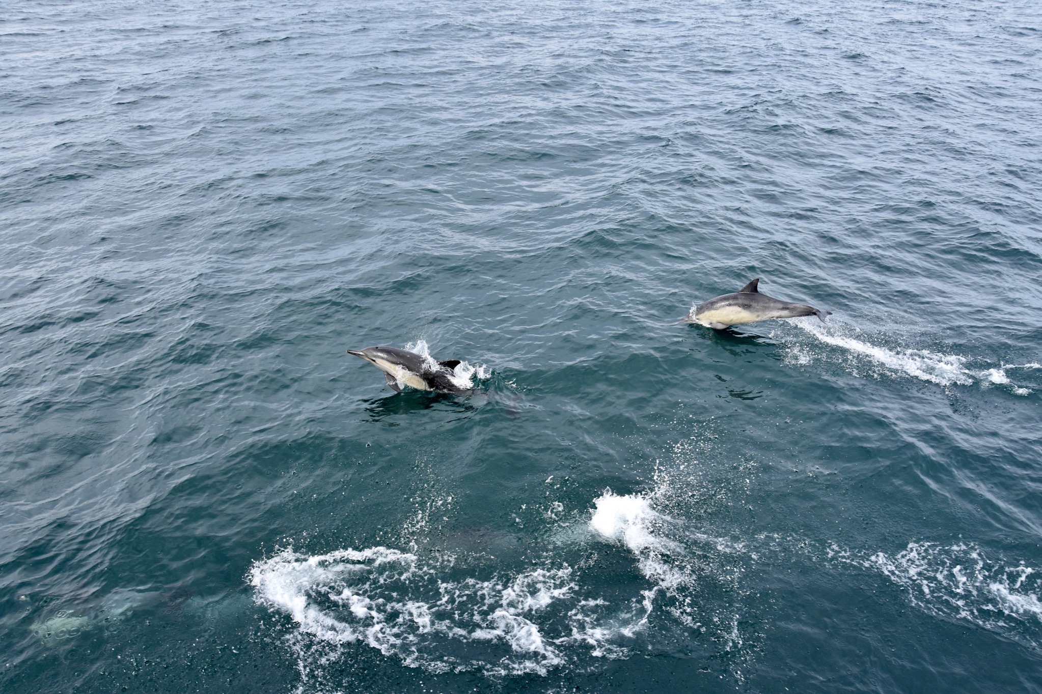 Channel Islands National Park