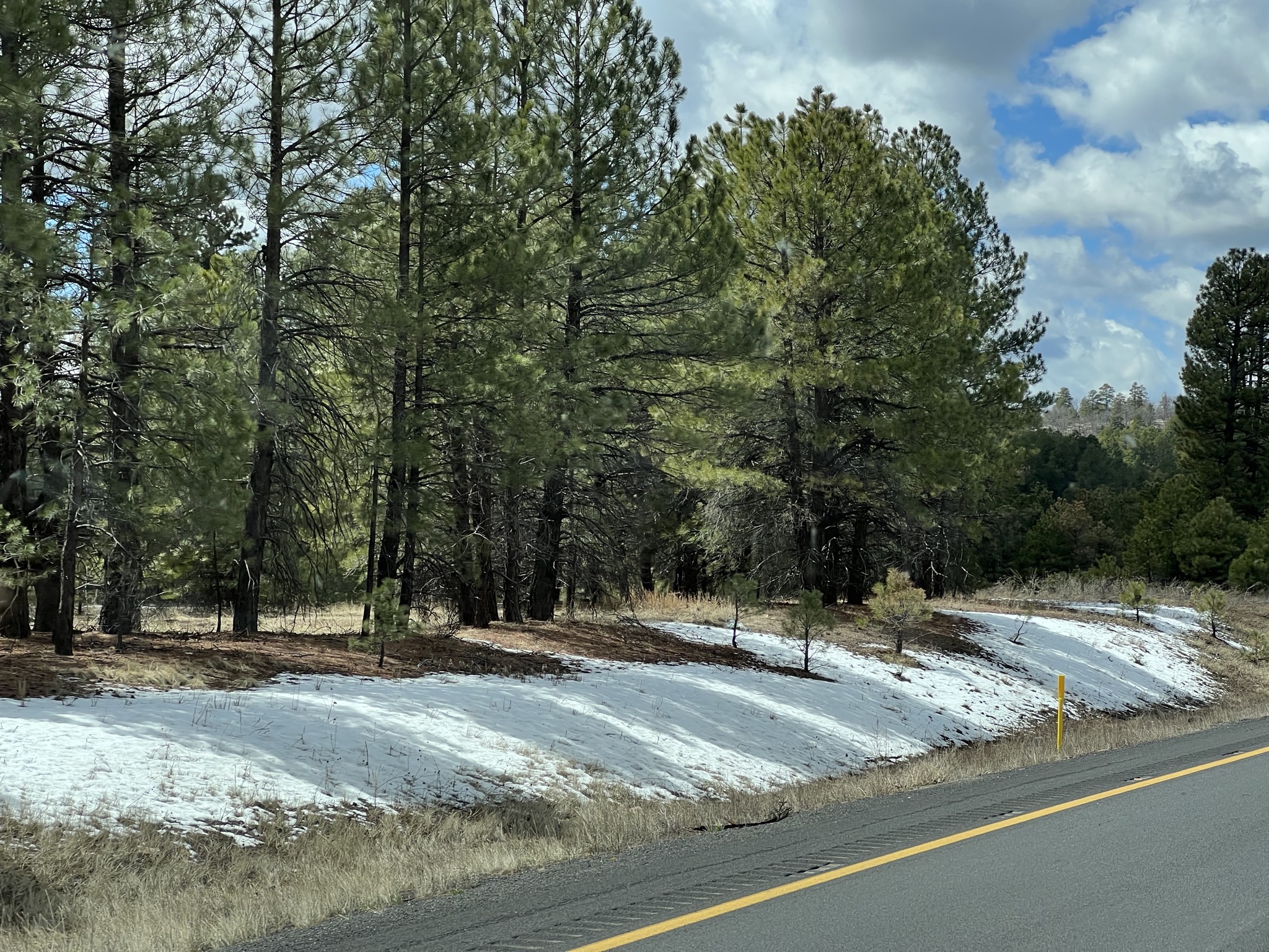 Snow and trees