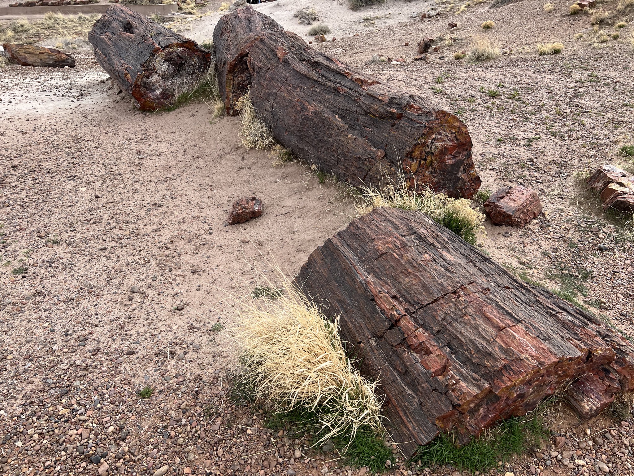 Petrified logs