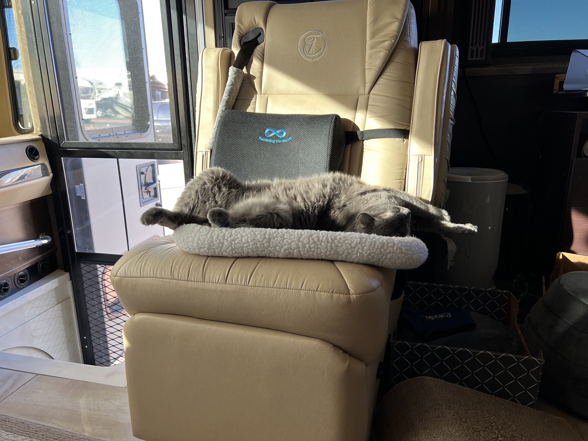 Paladin enjoying a sunbeam
