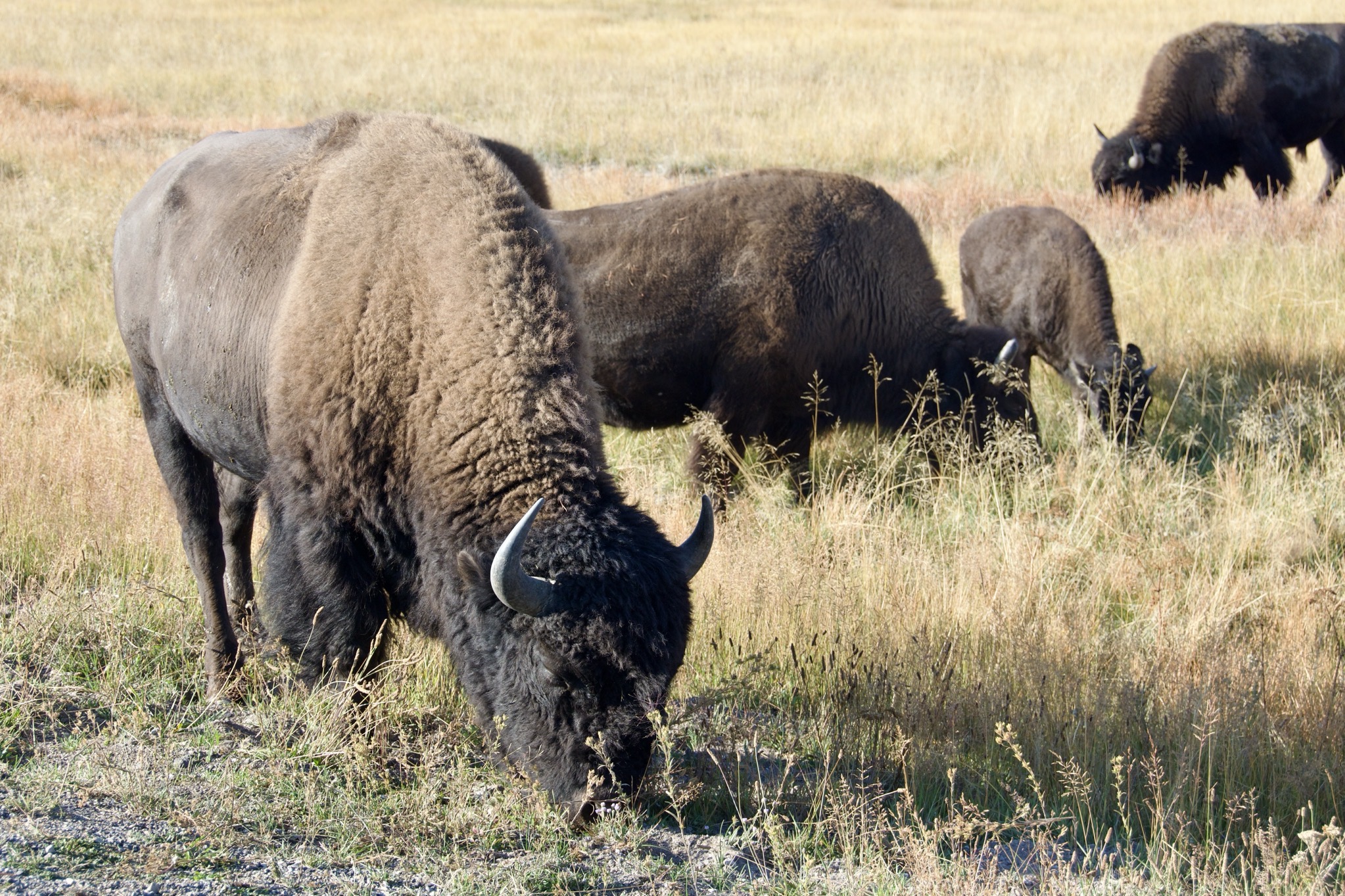 Yellowstone National Park