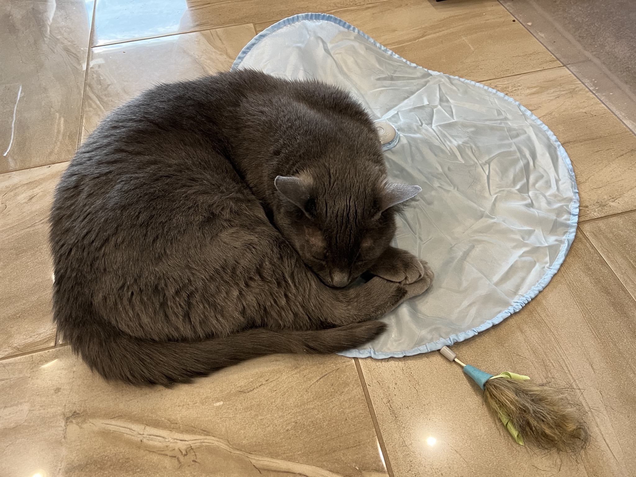 Paladin on a cat toy