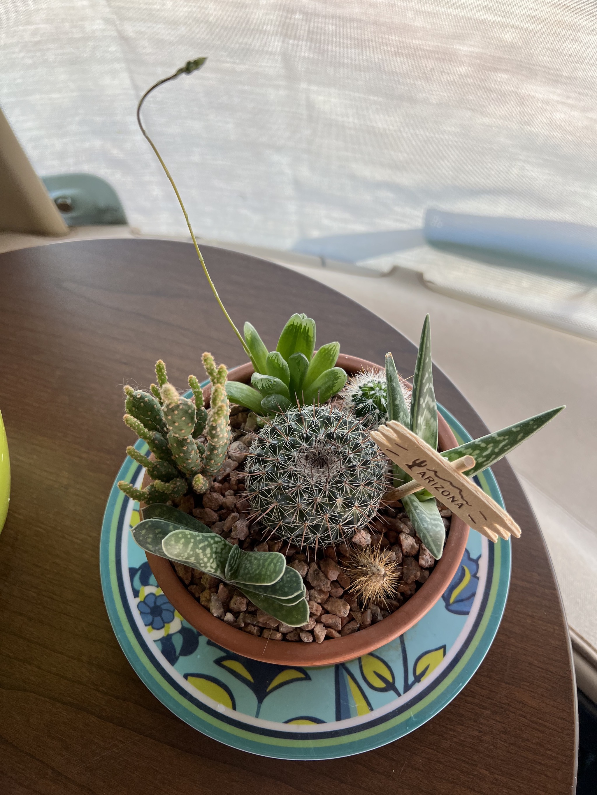 Succulents
