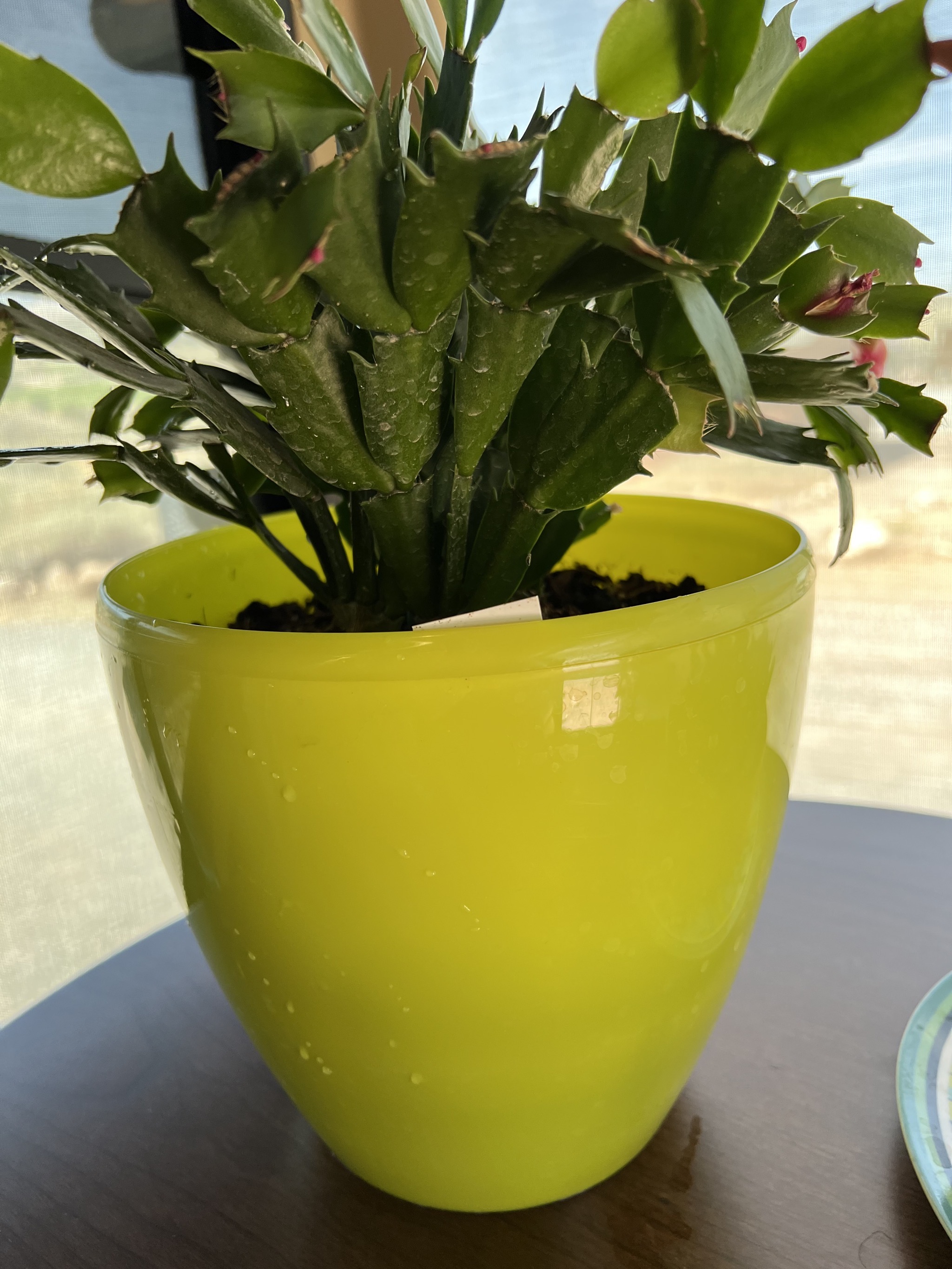 Pot