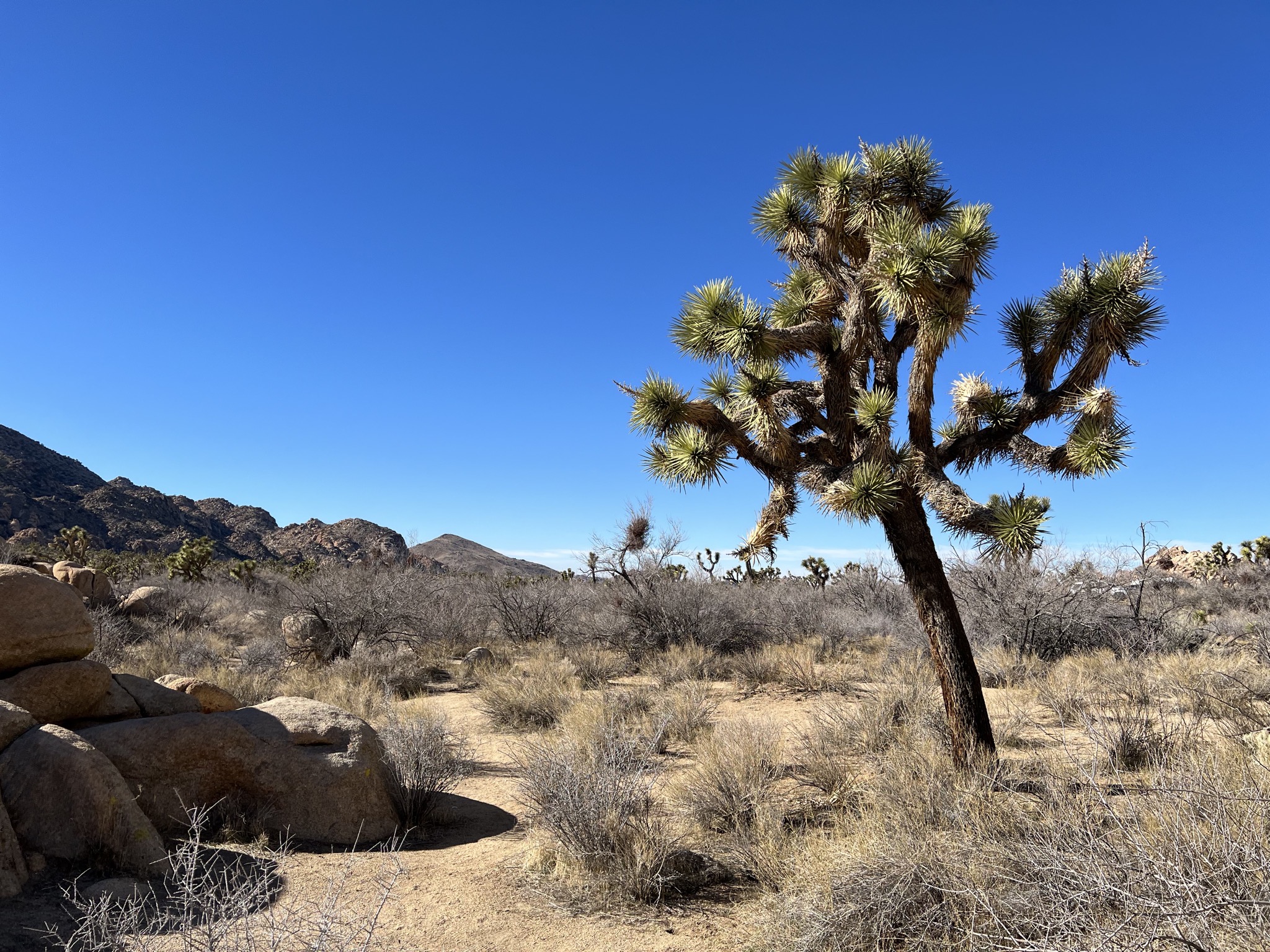 Joshua tree